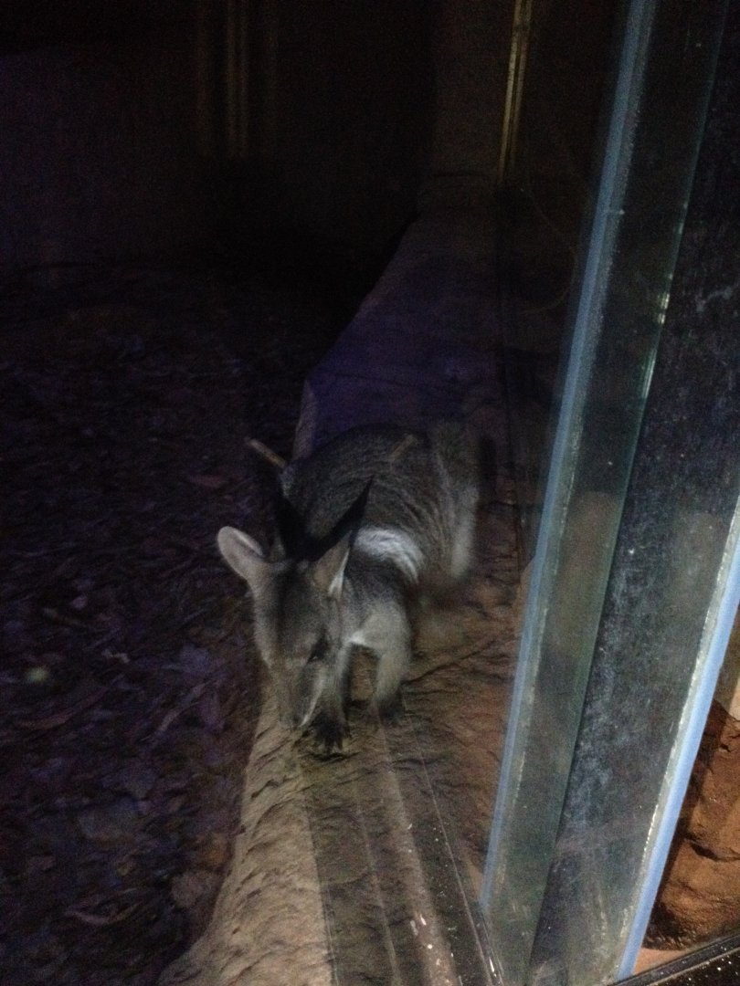 ID? - Short-eared or Wilkin's?