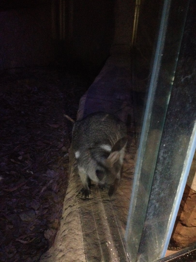 ID? - Short-eared or Wilkin's?