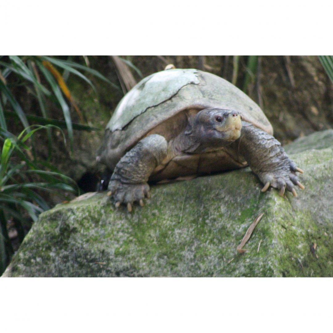 ID ? Singapore Zoo May 2016
