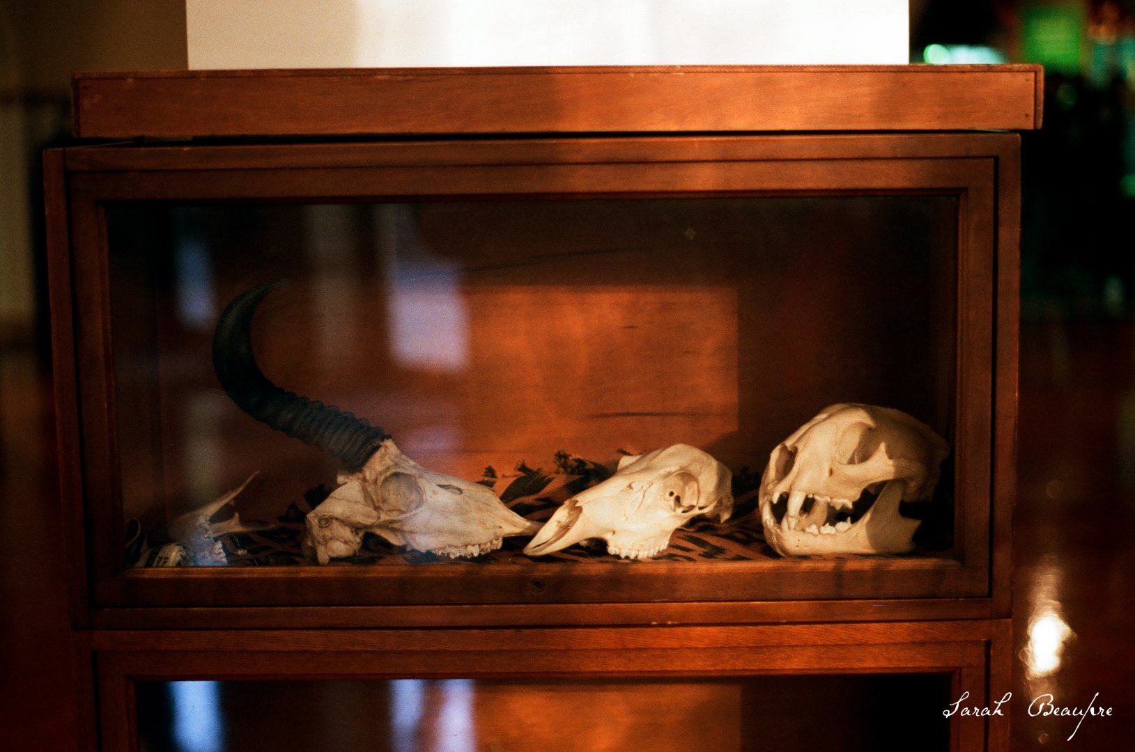 ID skulls? Cheetah on right?