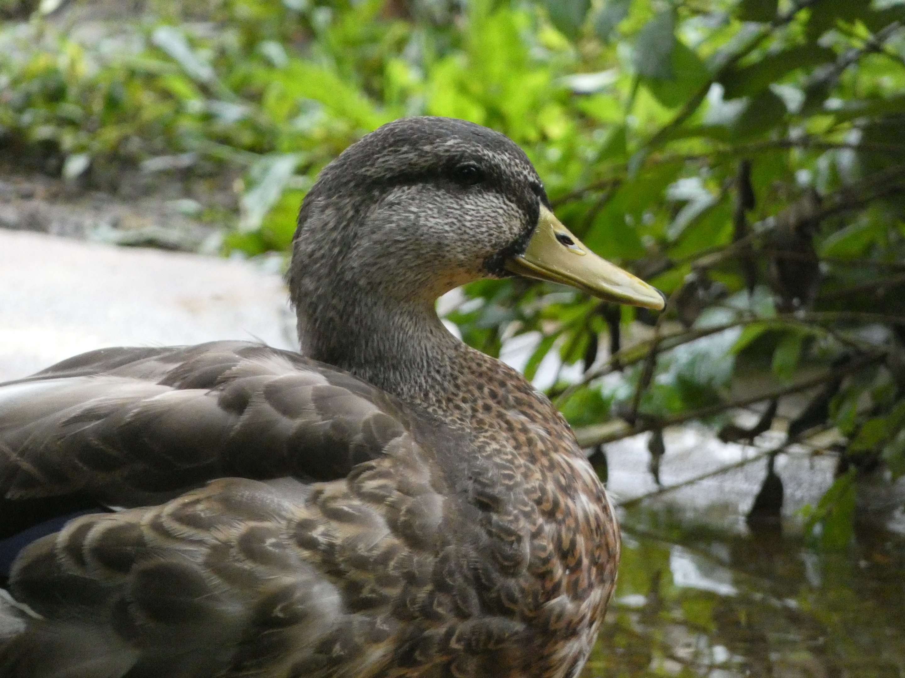 ID? - Smithsonian National Zoo
