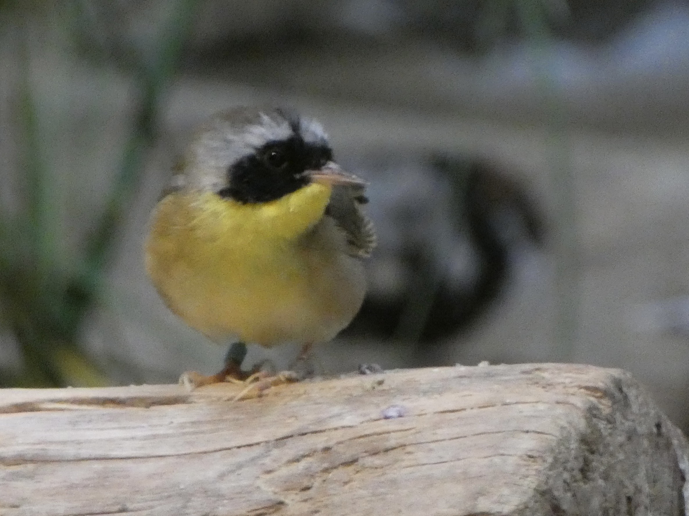 ID? - Smithsonian National Zoo