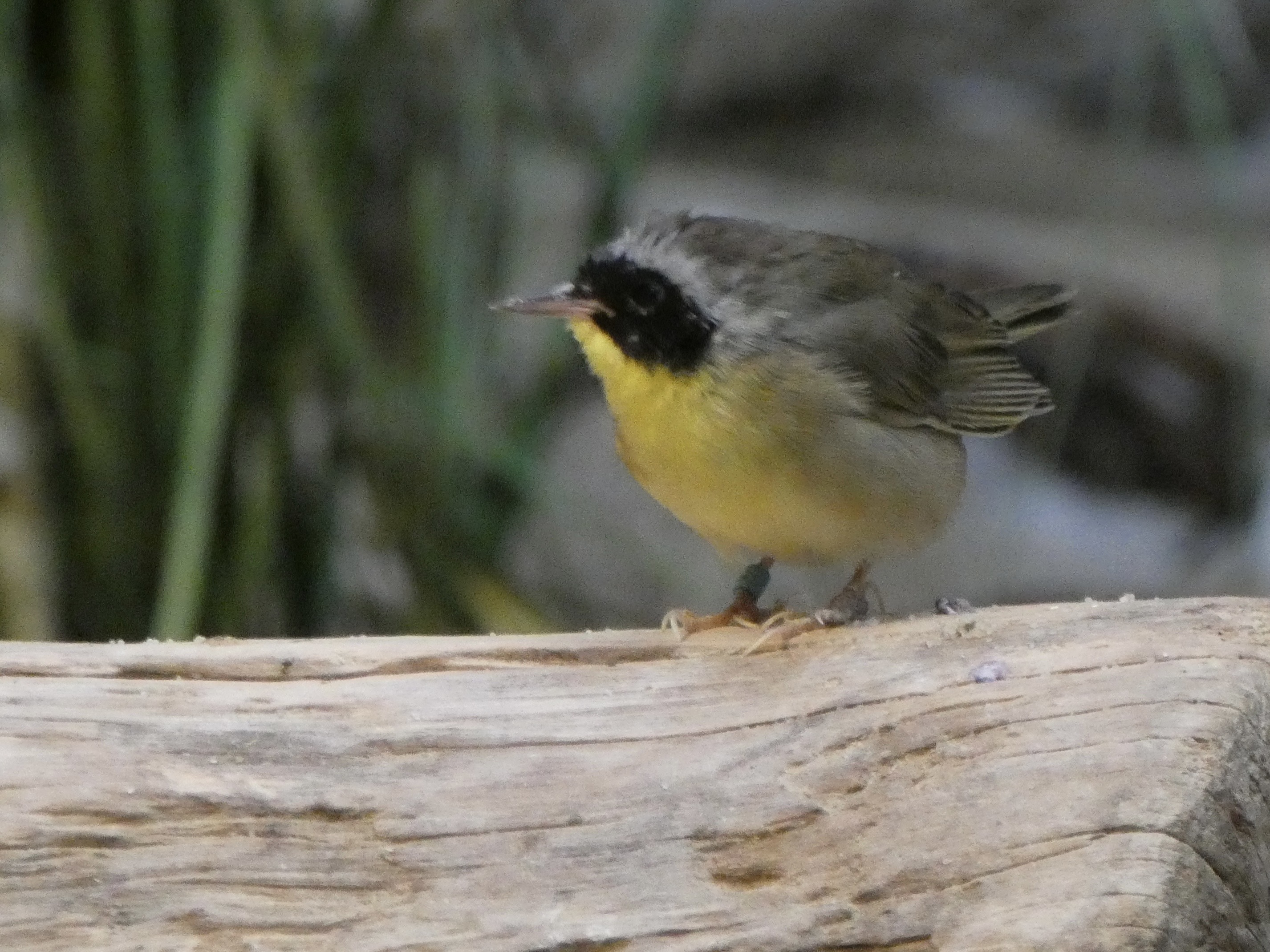ID? - Smithsonian National Zoo