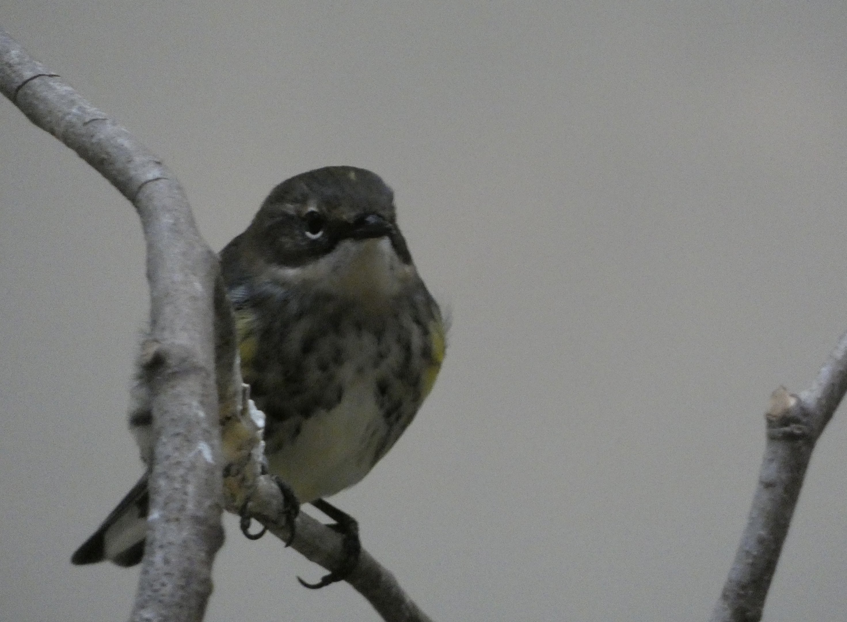 ID? - Smithsonian National Zoo