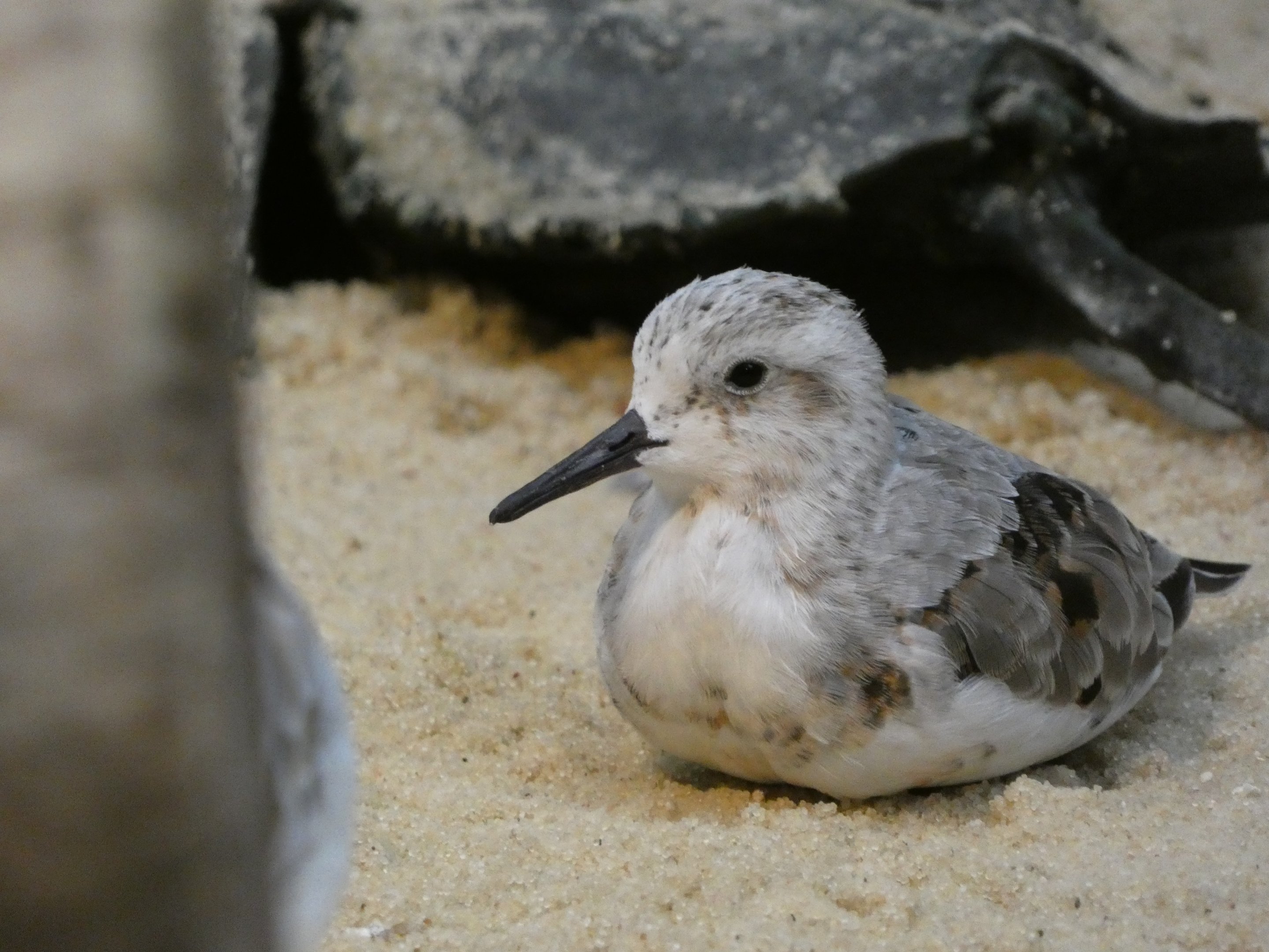 ID? - Smithsonian National Zoo