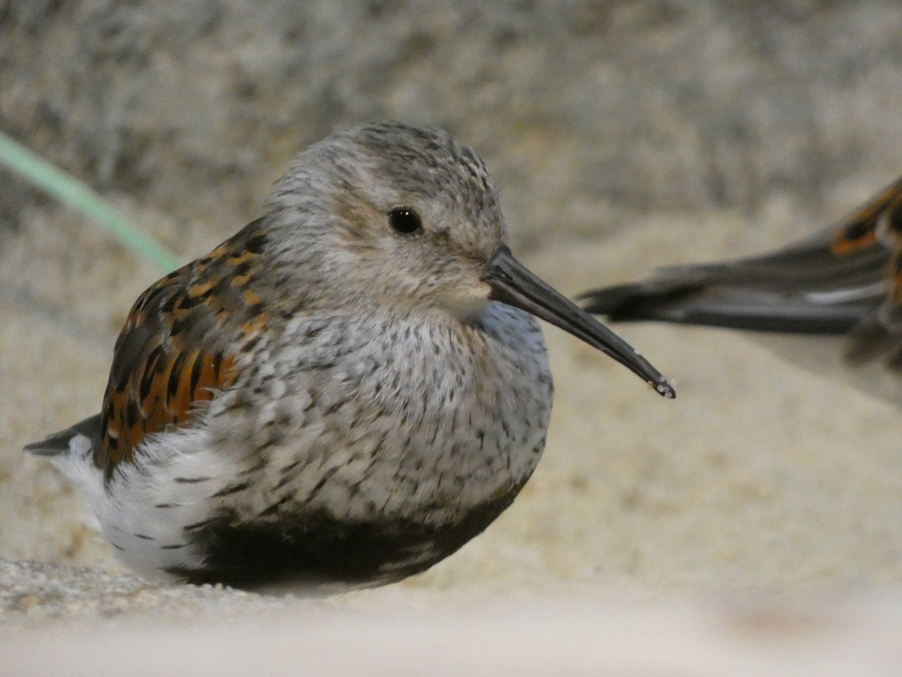 ID? - Smithsonian National Zoo