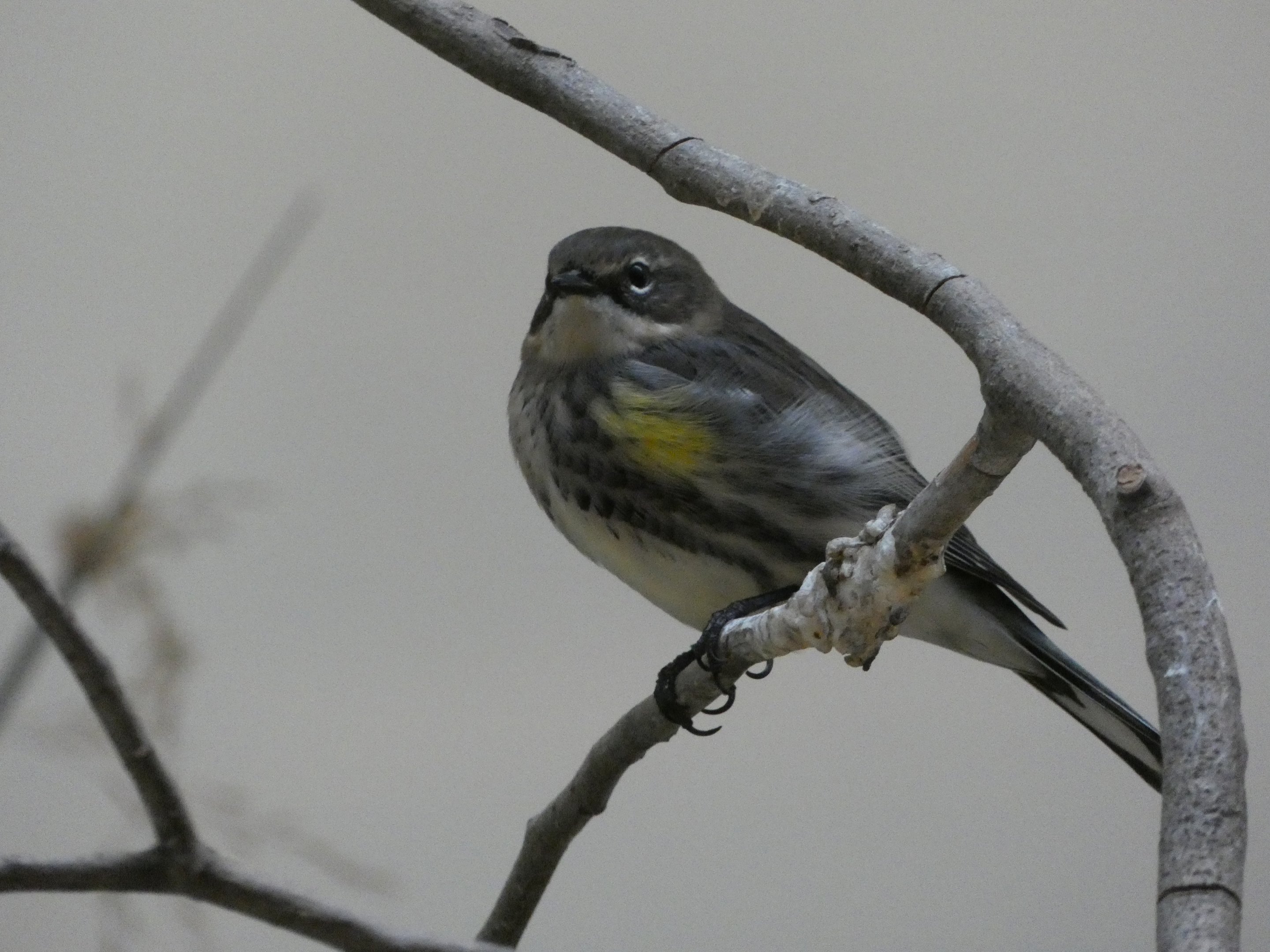 ID? - Smithsonian National Zoo