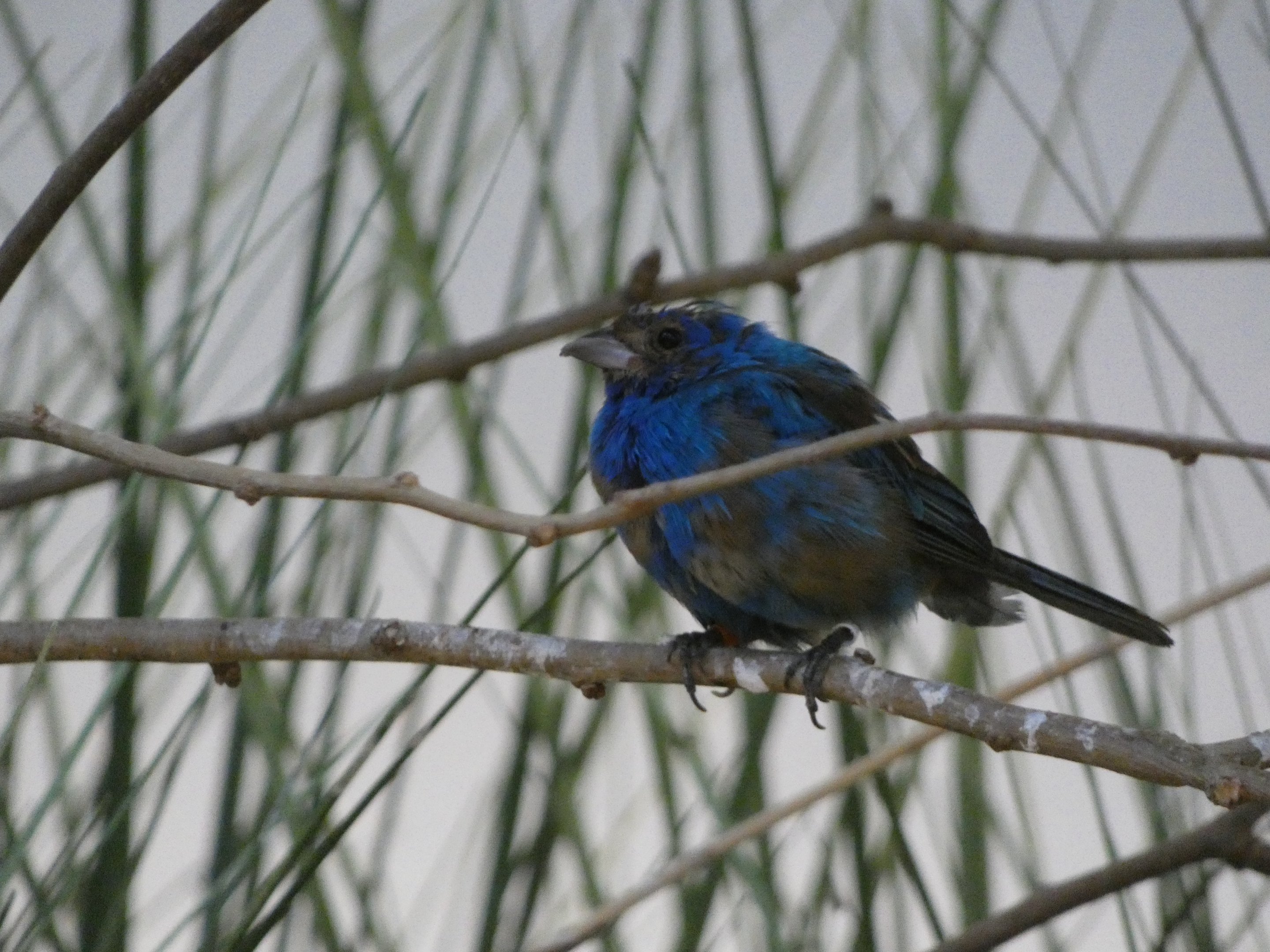 ID? - Smithsonian National Zoo