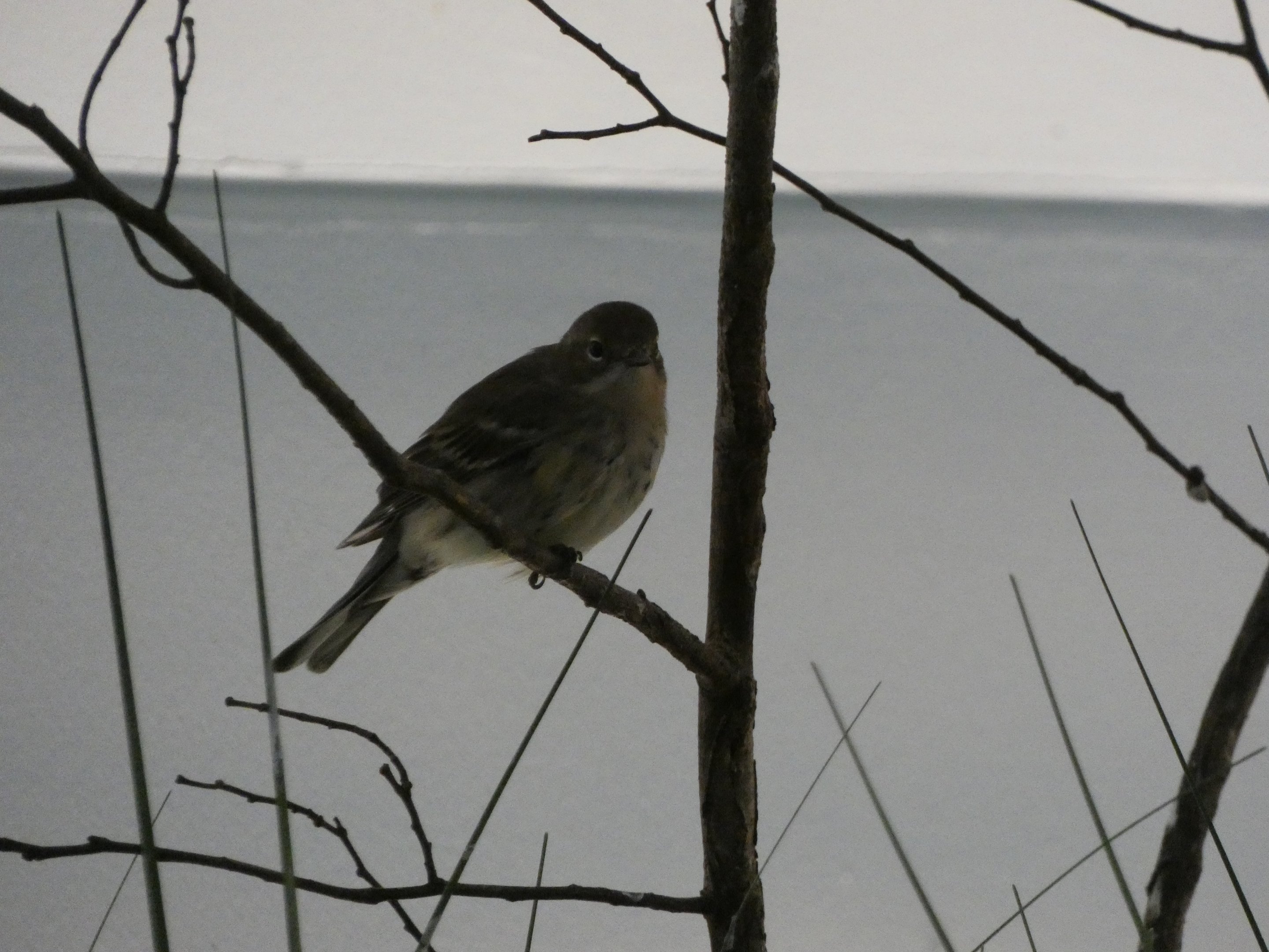 ID? - Smithsonian National Zoo