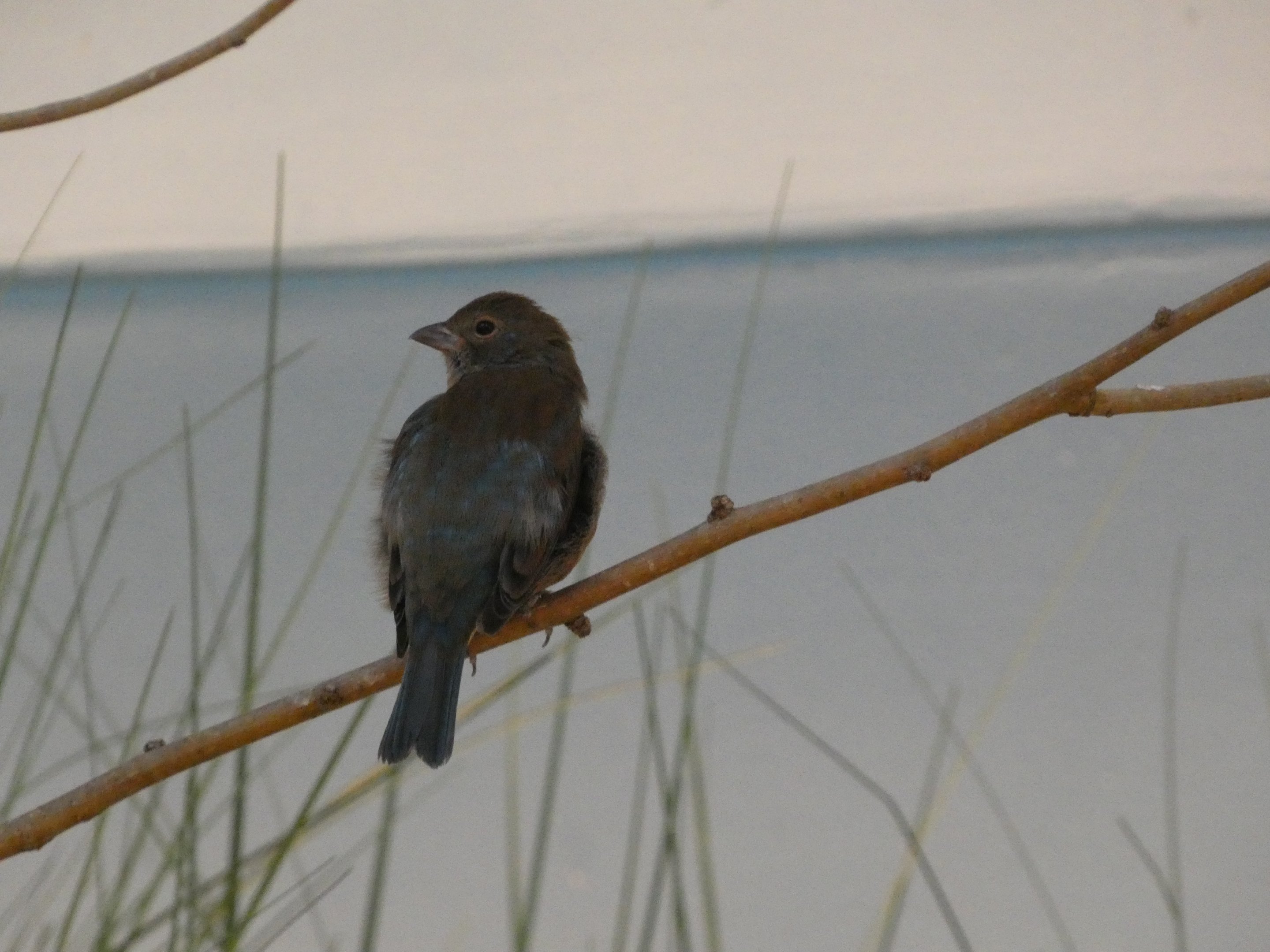 ID? - Smithsonian National Zoo