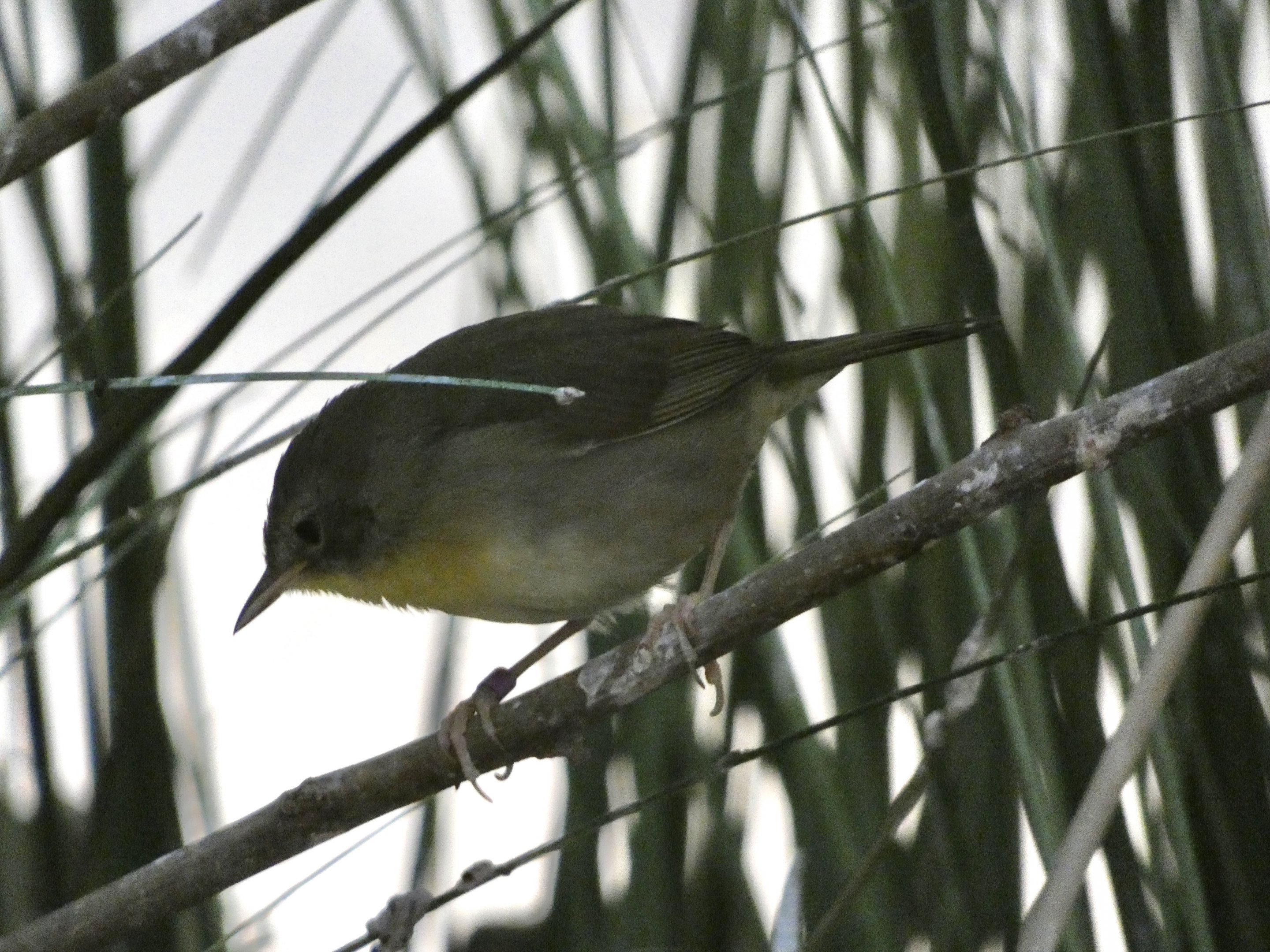 ID? - Smithsonian National Zoo