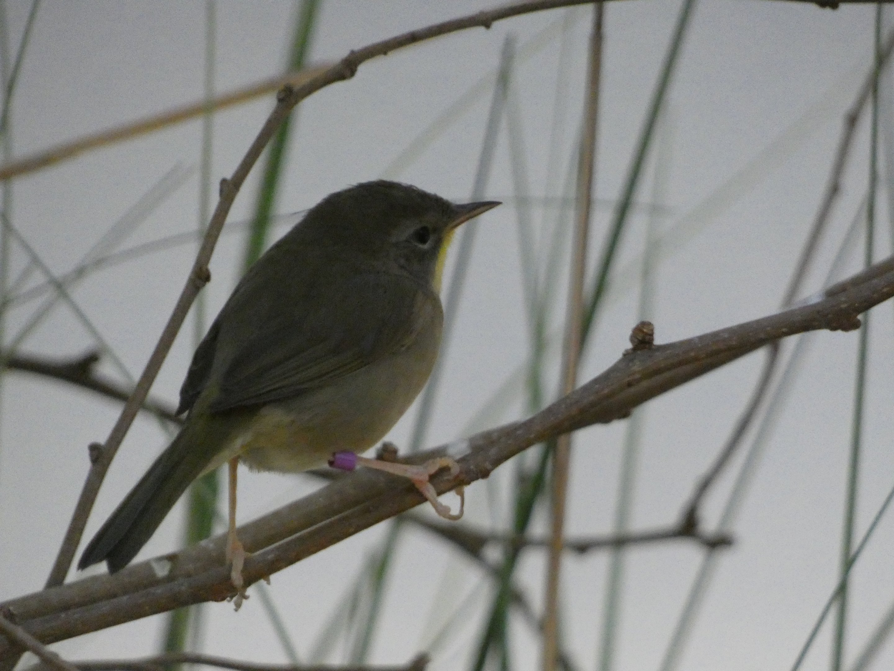 ID? - Smithsonian National Zoo
