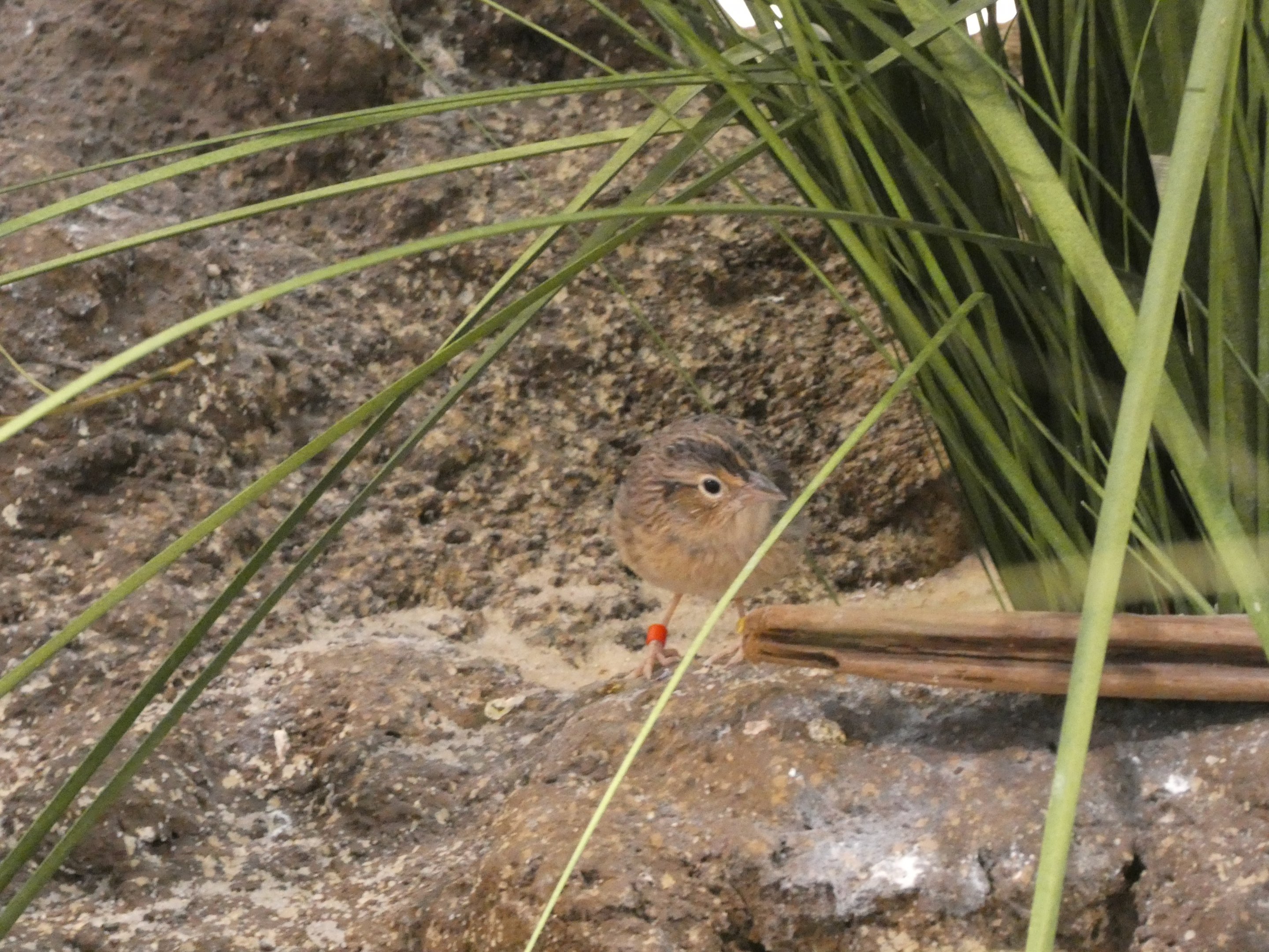 ID? - Smithsonian National Zoo