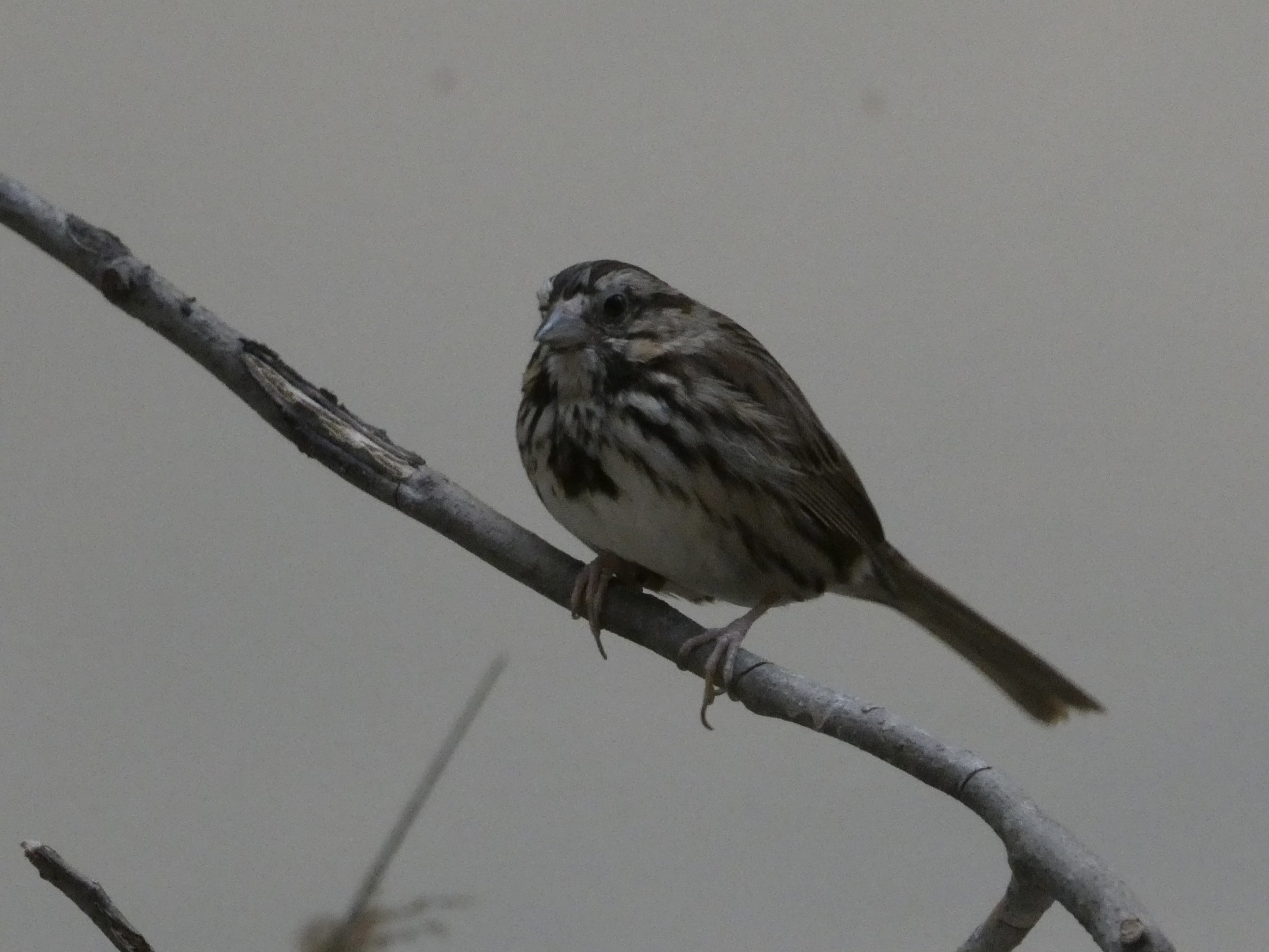 ID? - Smithsonian National Zoo