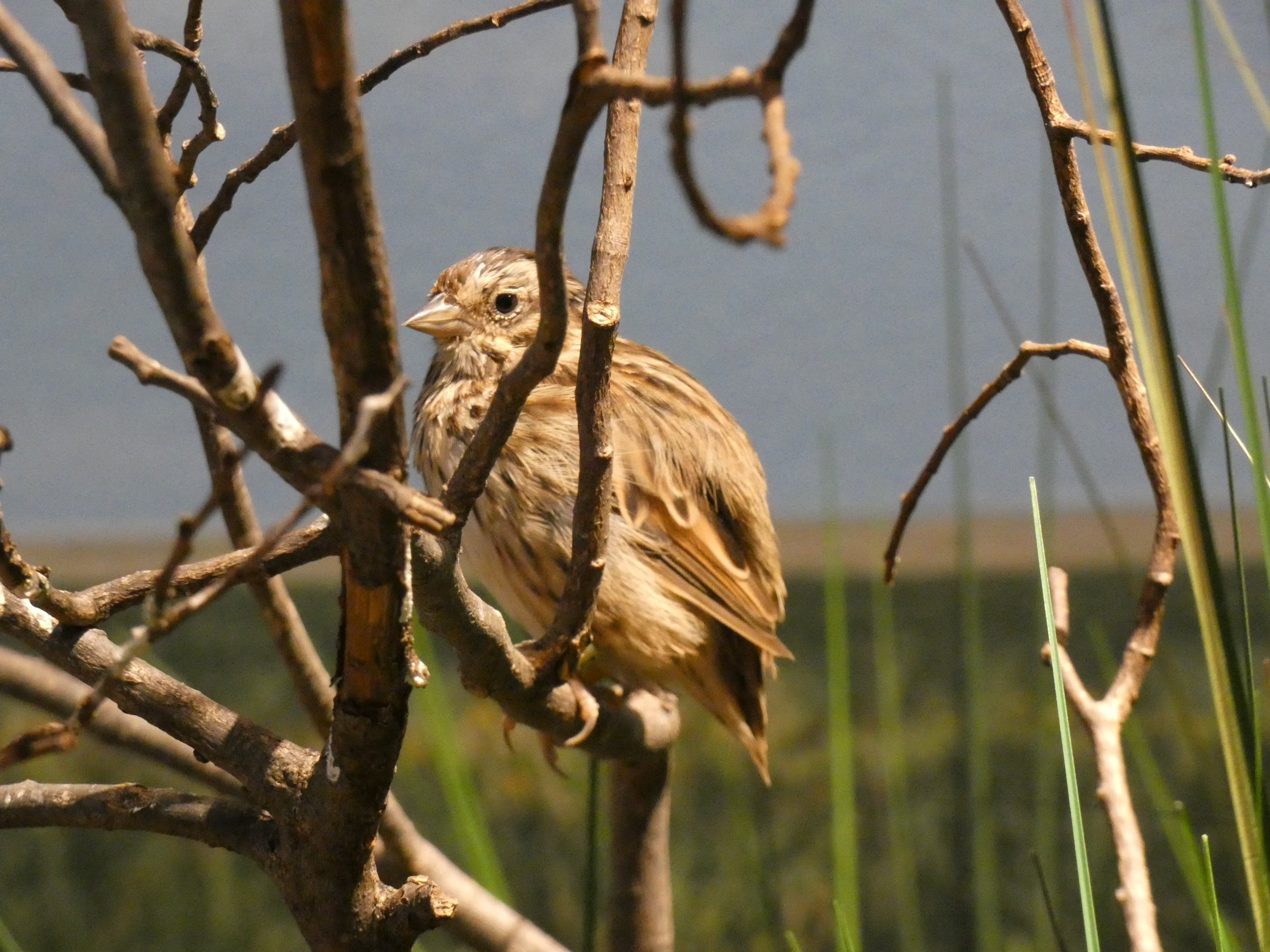 ID? - Smithsonian National Zoo