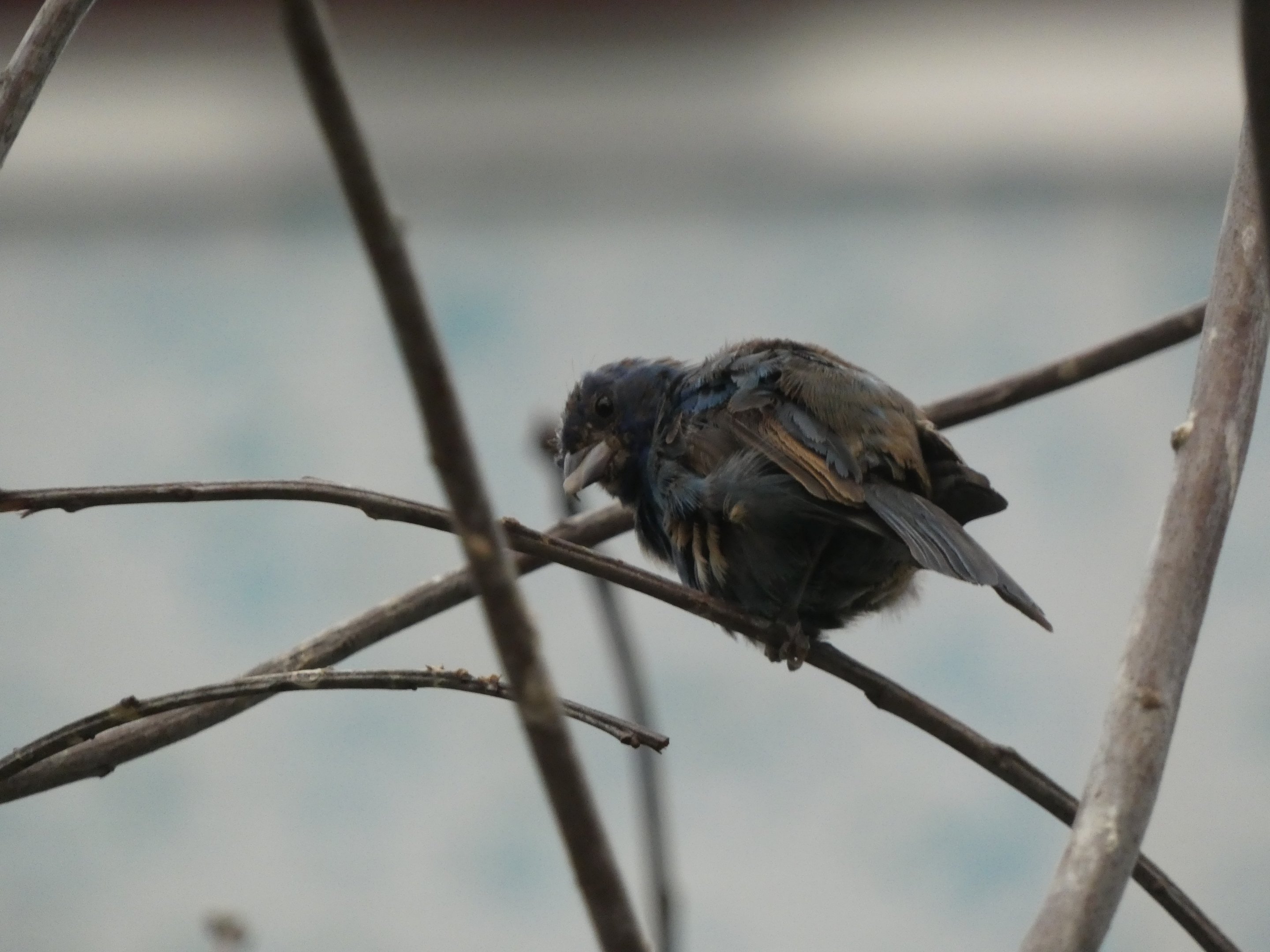 ID? - Smithsonian National Zoo
