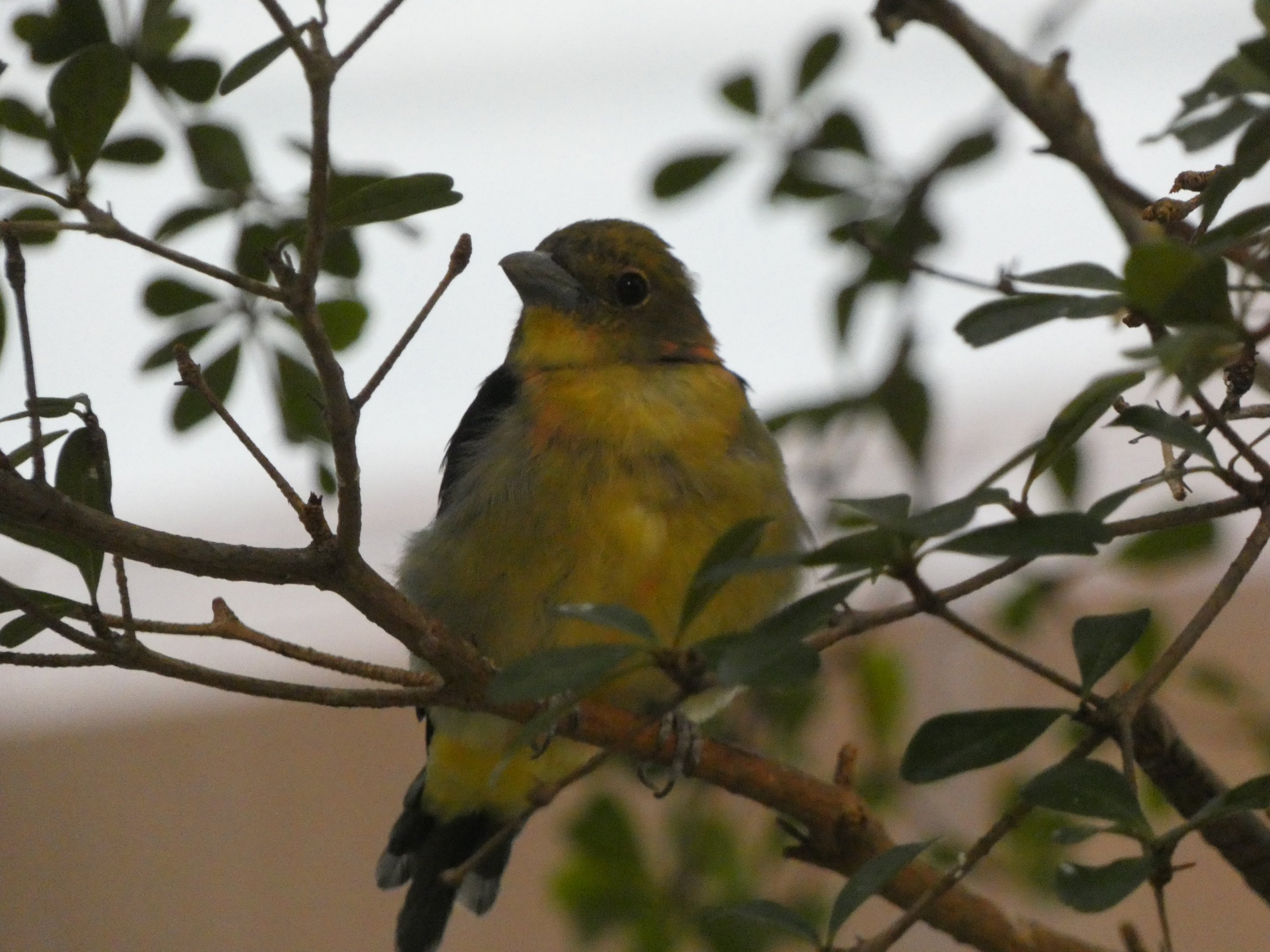 ID? - Smithsonian National Zoo