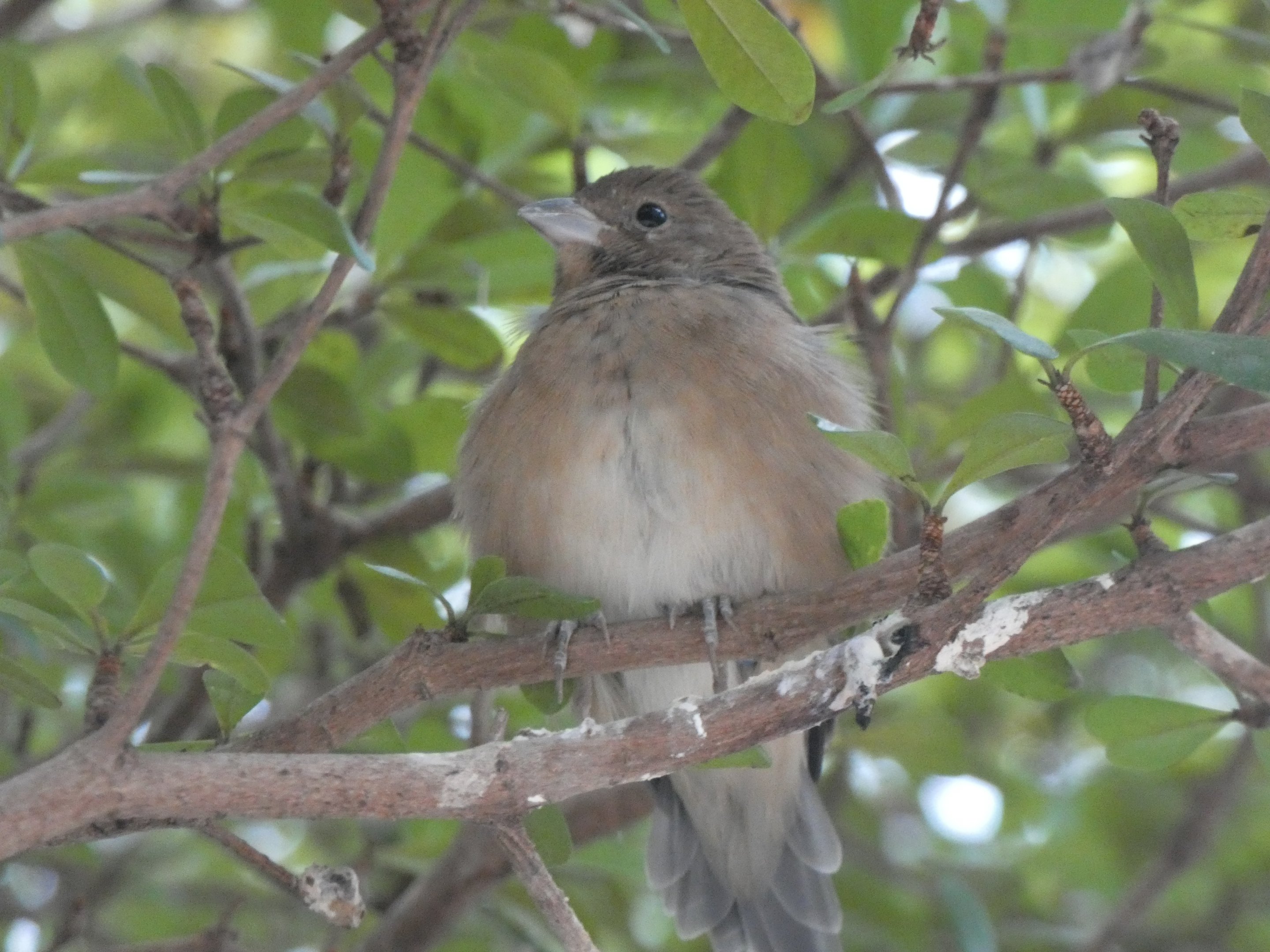 ID? - Smithsonian National Zoo
