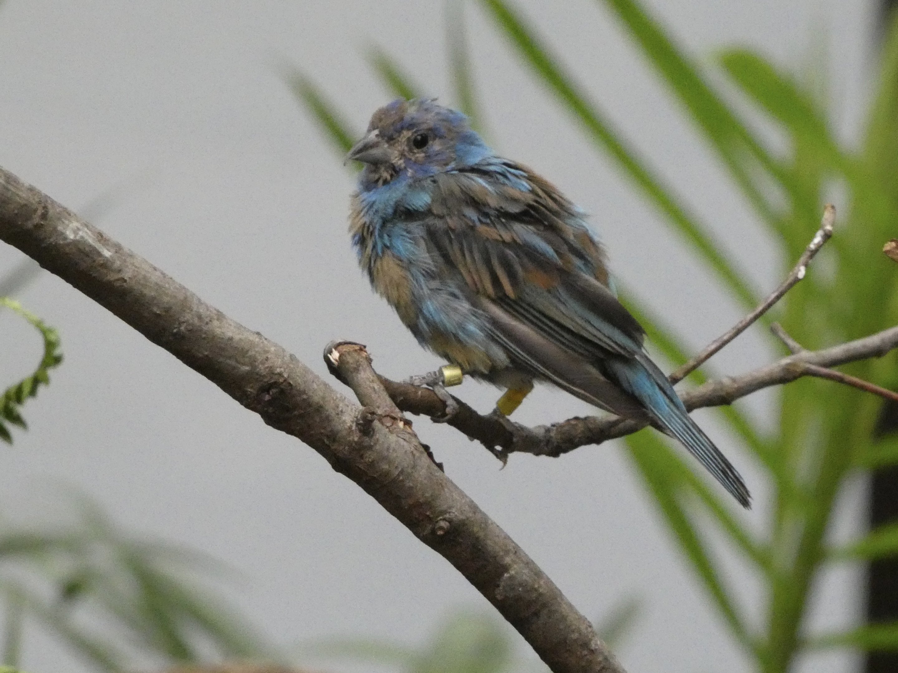 ID? - Smithsonian National Zoo