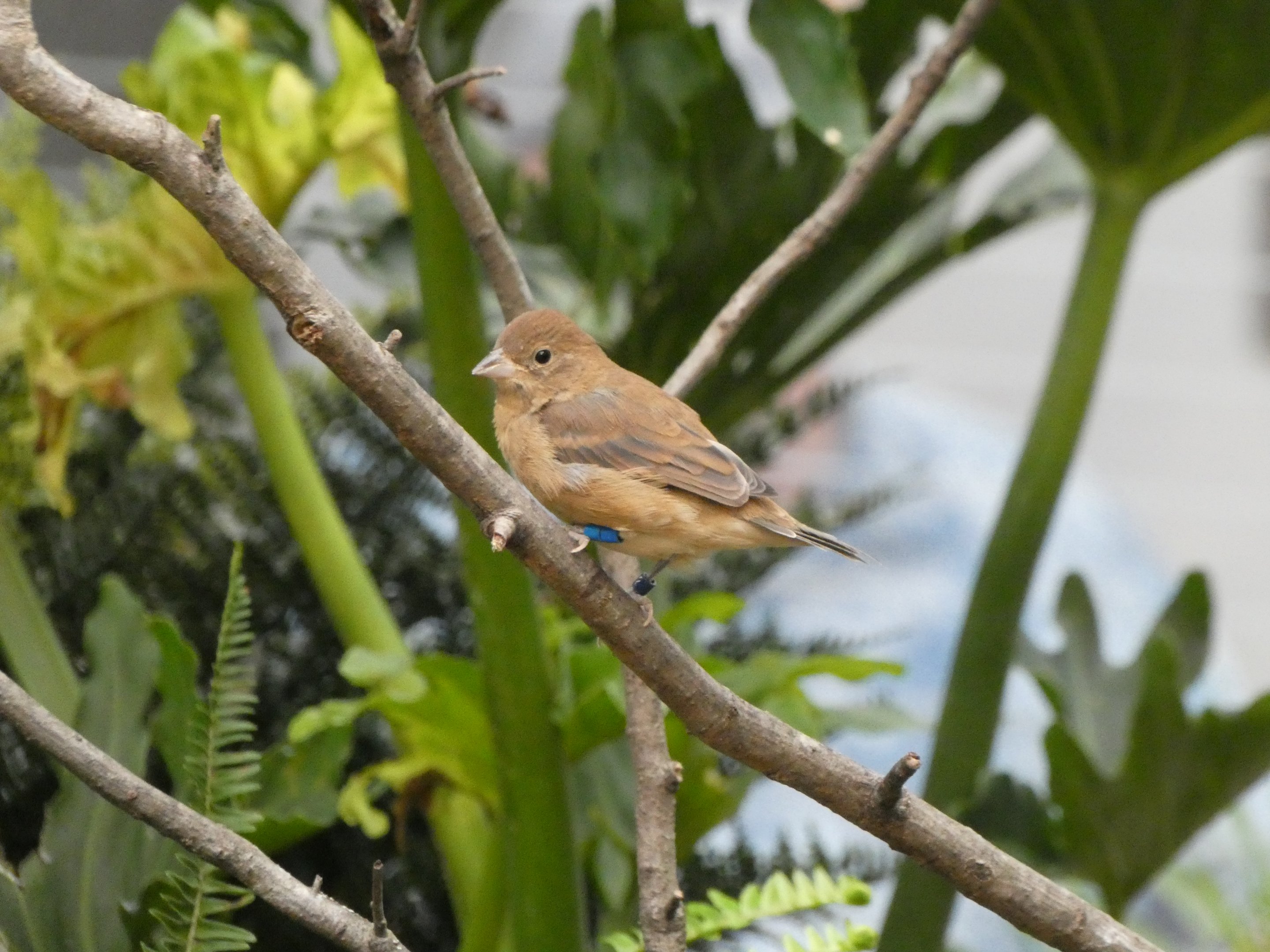 ID? - Smithsonian National Zoo