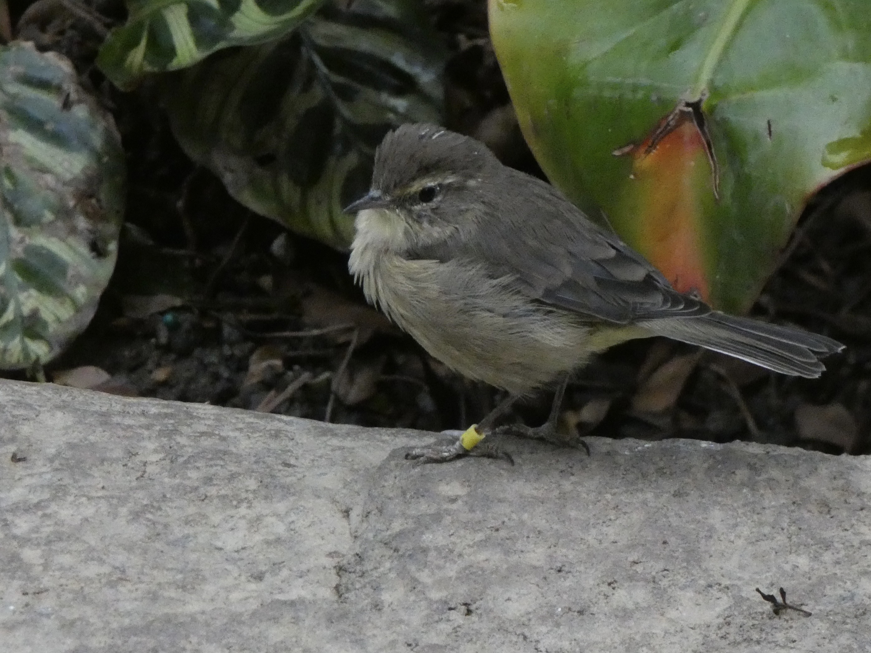 ID? - Smithsonian National Zoo