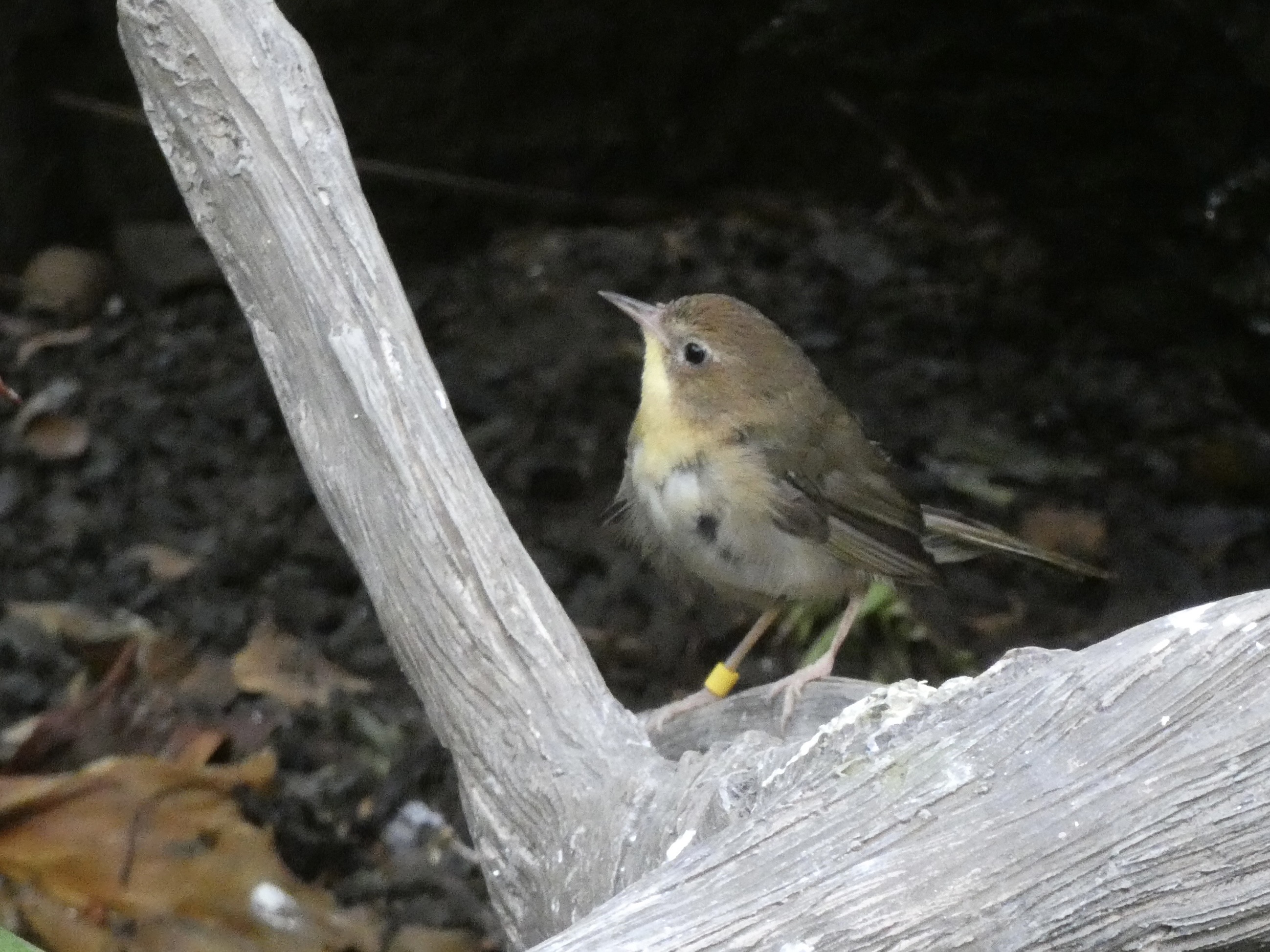 ID? - Smithsonian National Zoo