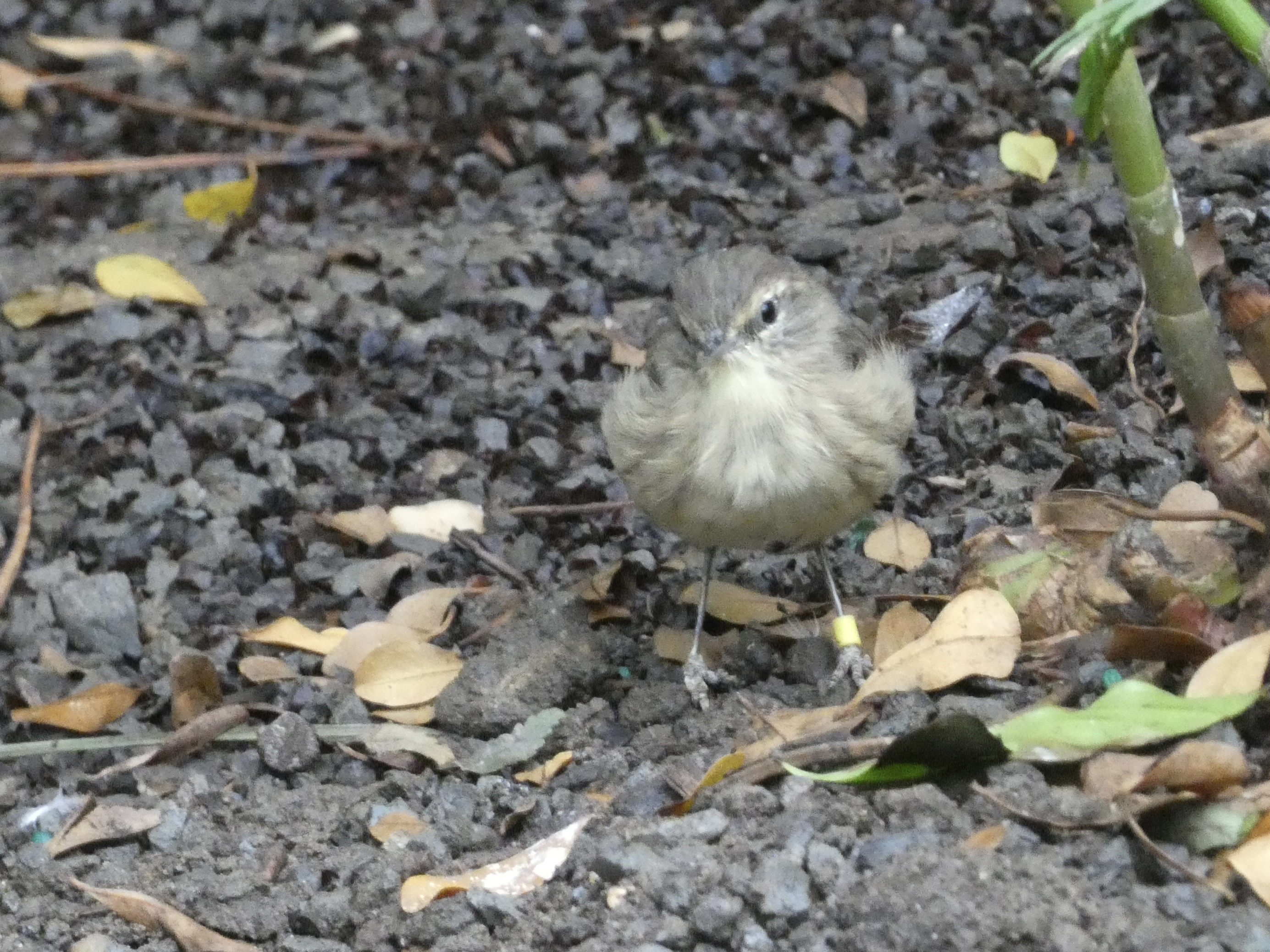 ID? - Smithsonian National Zoo