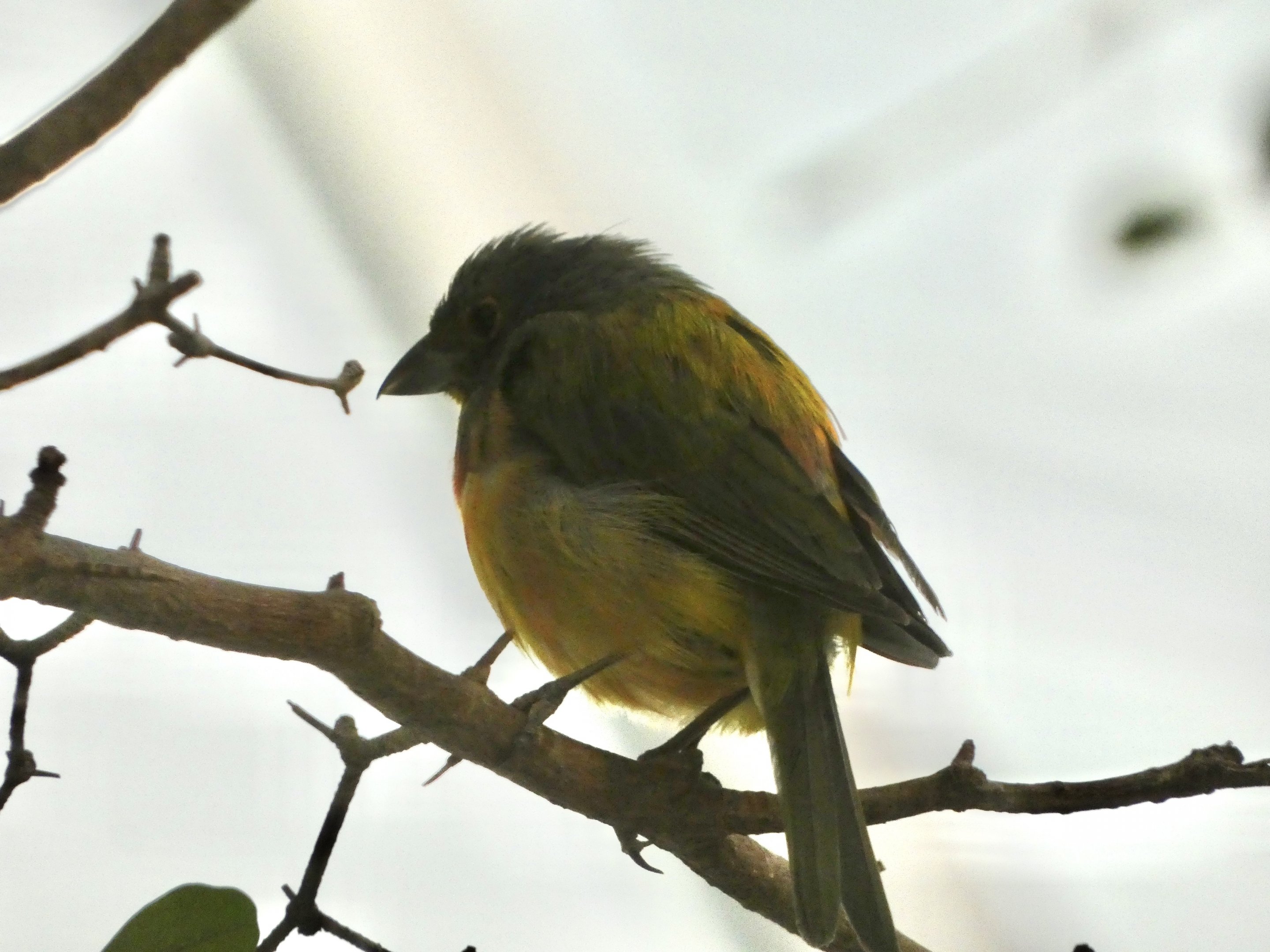 ID? - Smithsonian National Zoo