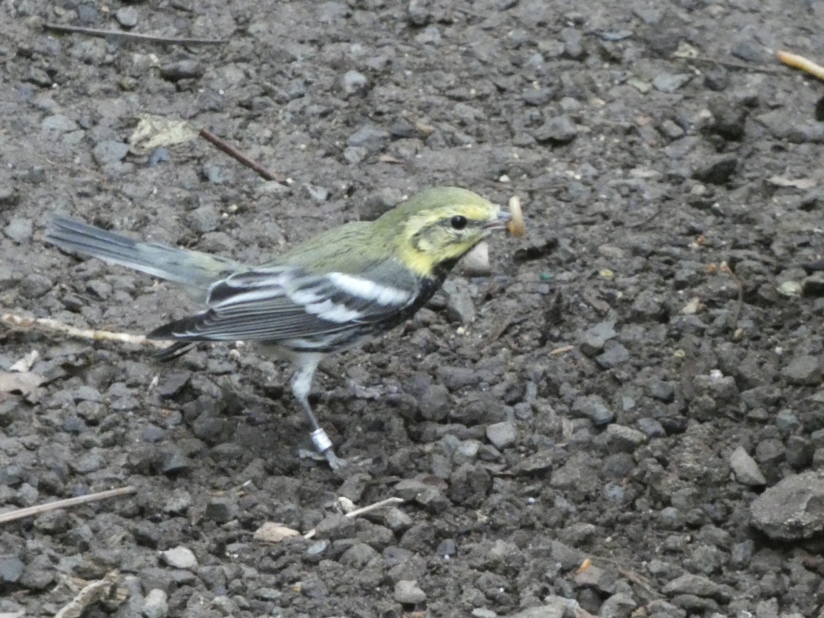 ID? - Smithsonian National Zoo
