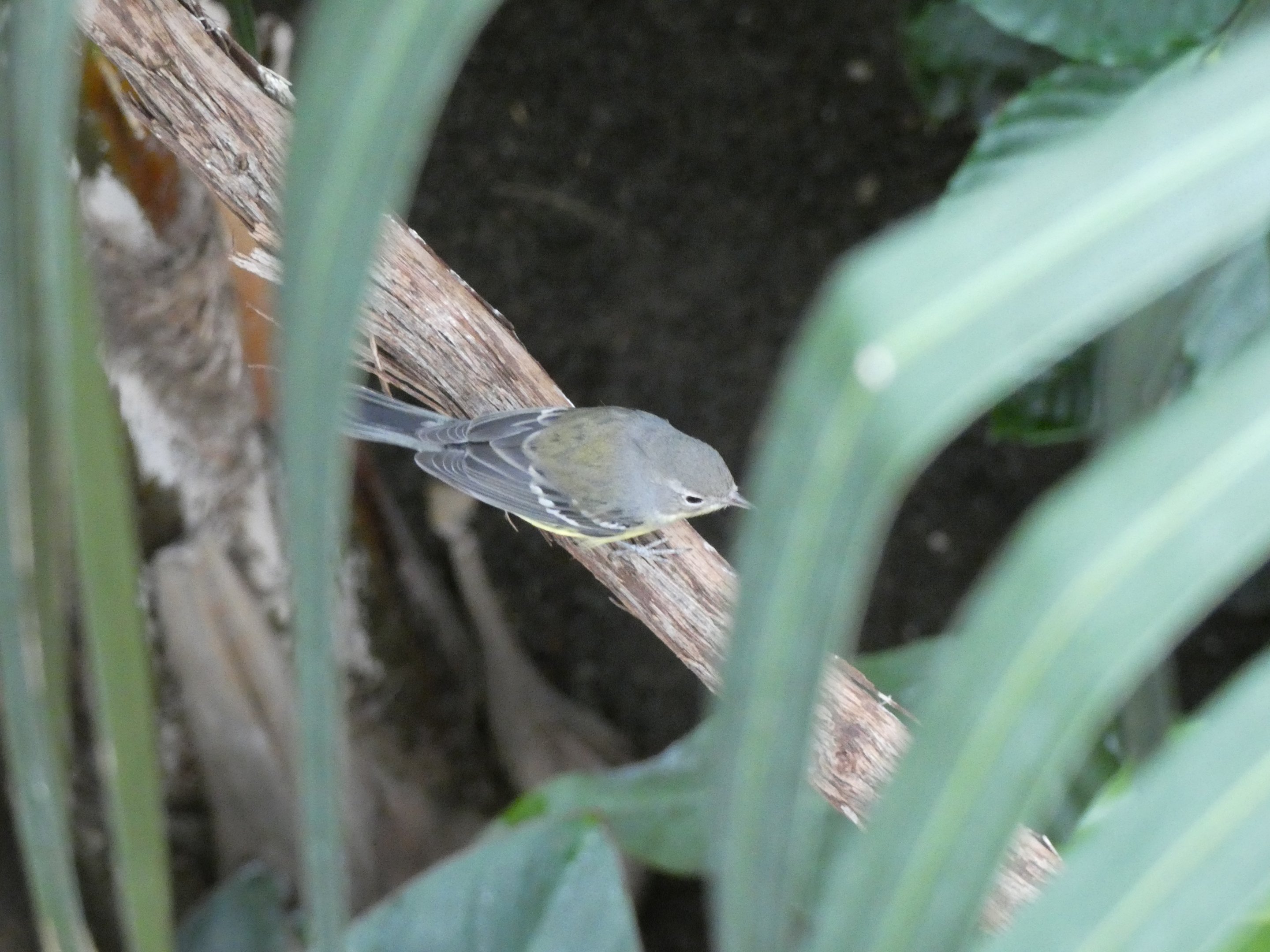 ID? - Smithsonian National Zoo