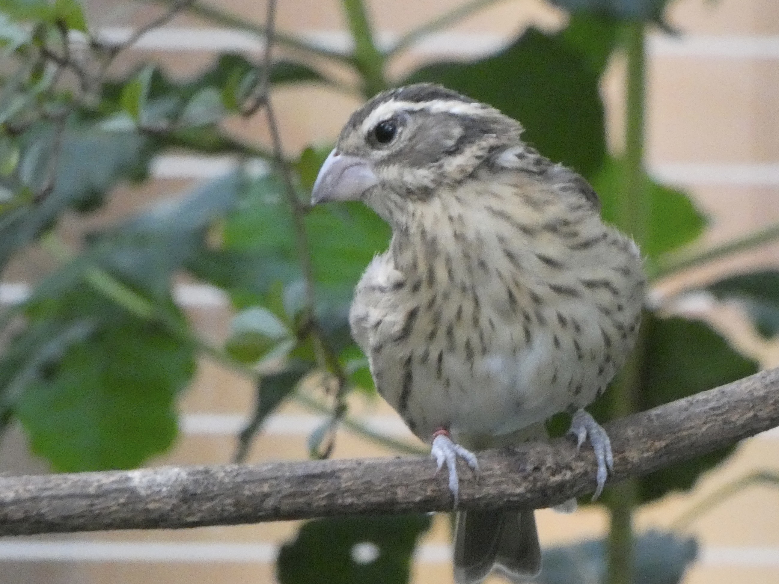 ID? - Smithsonian National Zoo