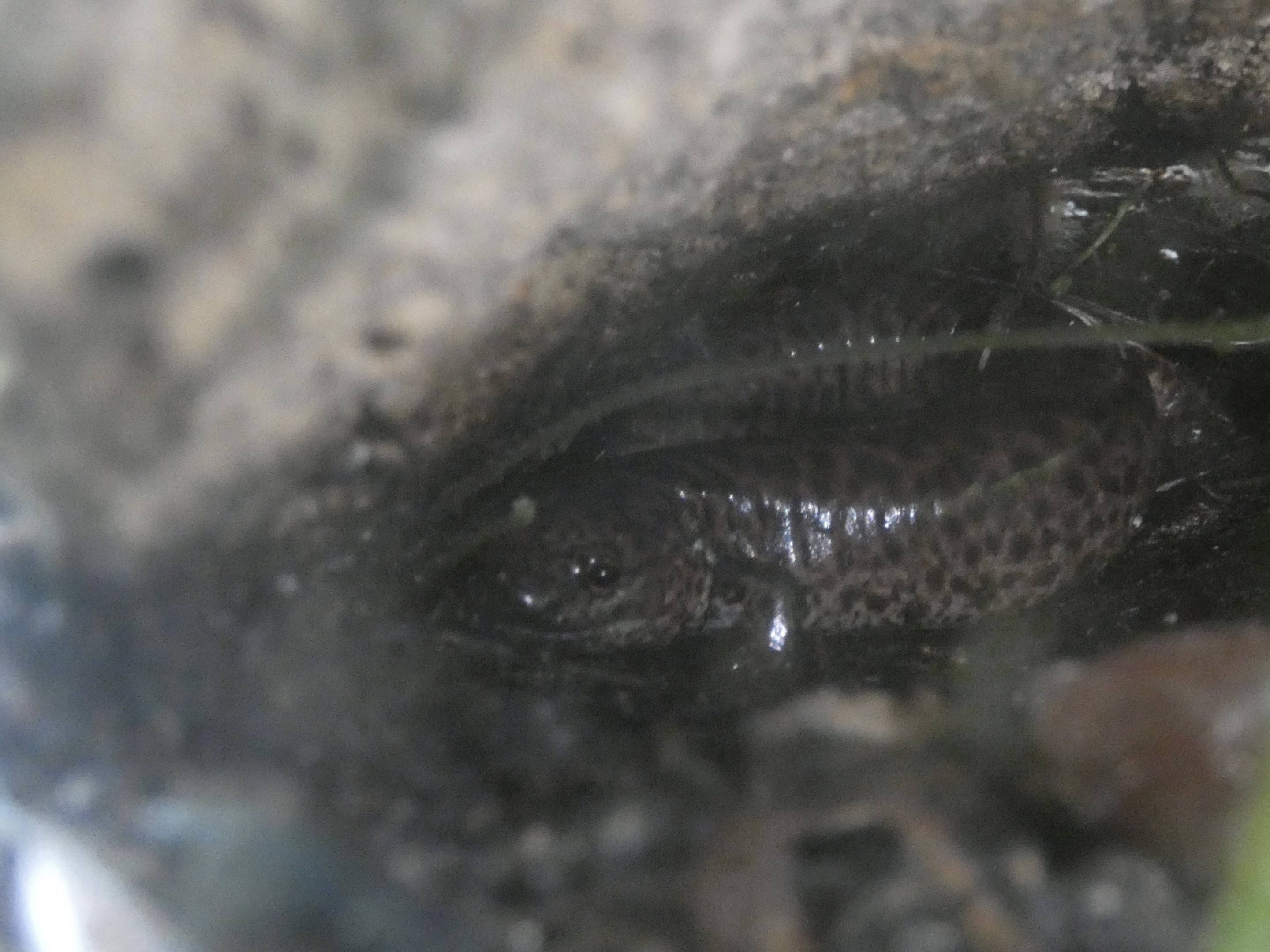 ID? - Smithsonian National Zoo