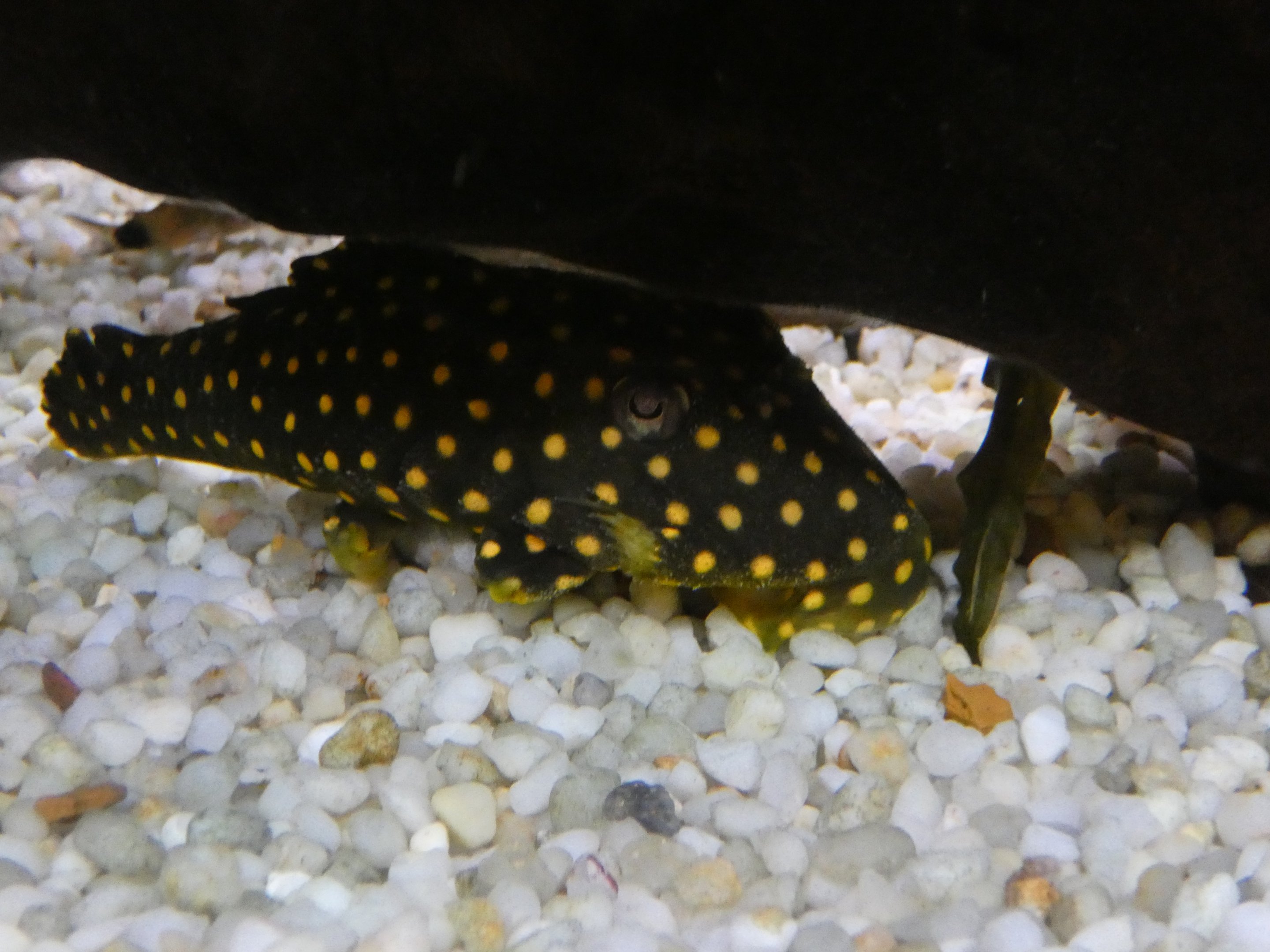 ID? - Smithsonian National Zoo