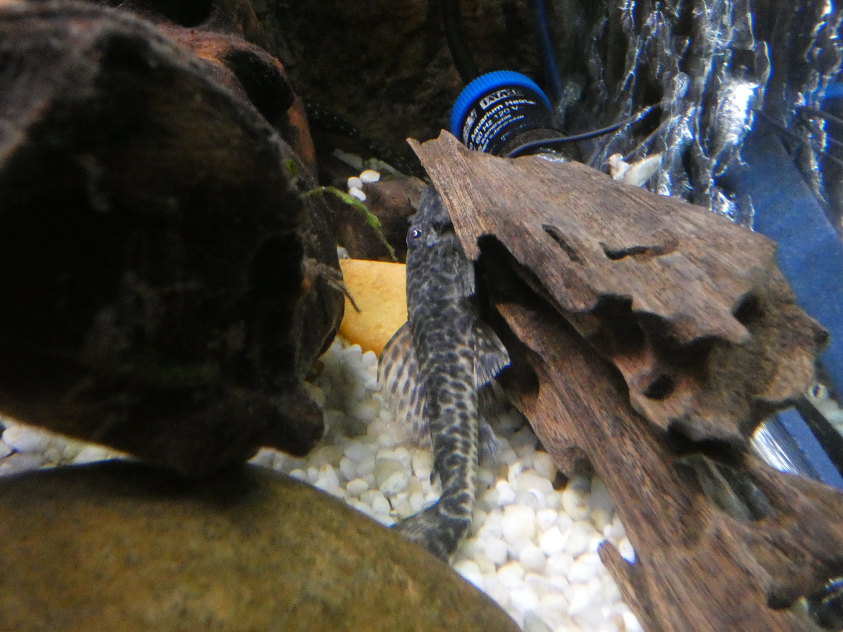 ID? - Smithsonian National Zoo