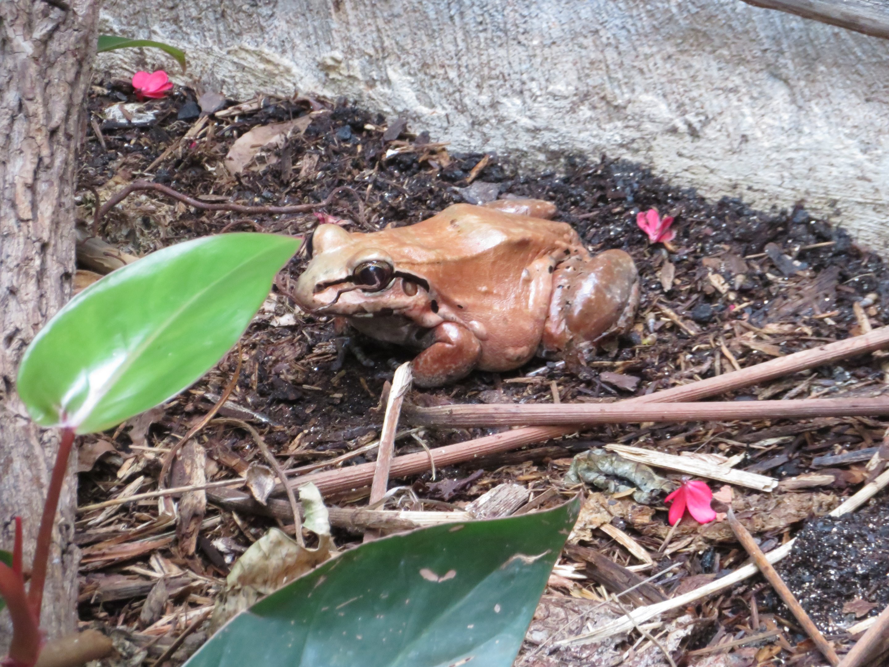 ID: Smoky Jungle Frog
