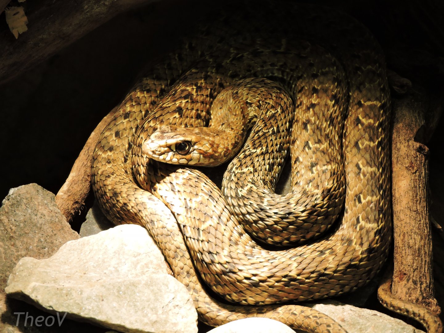 [ID] Snake - Objectif Reptiles Exposition [2015]