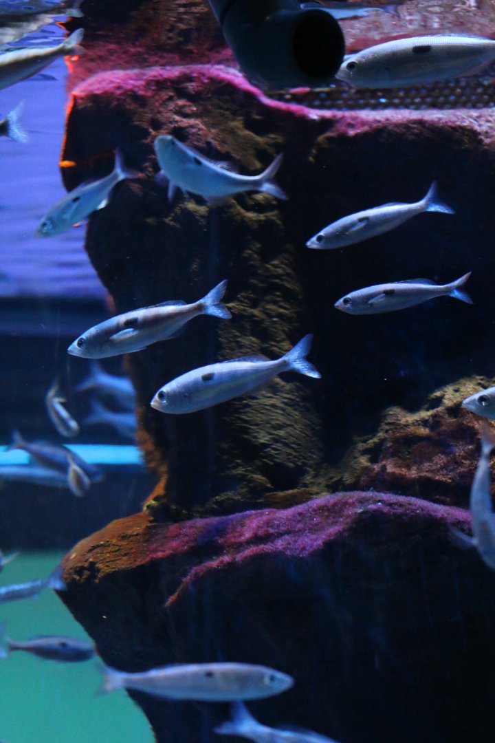 ID Spicara maena or smaris ?