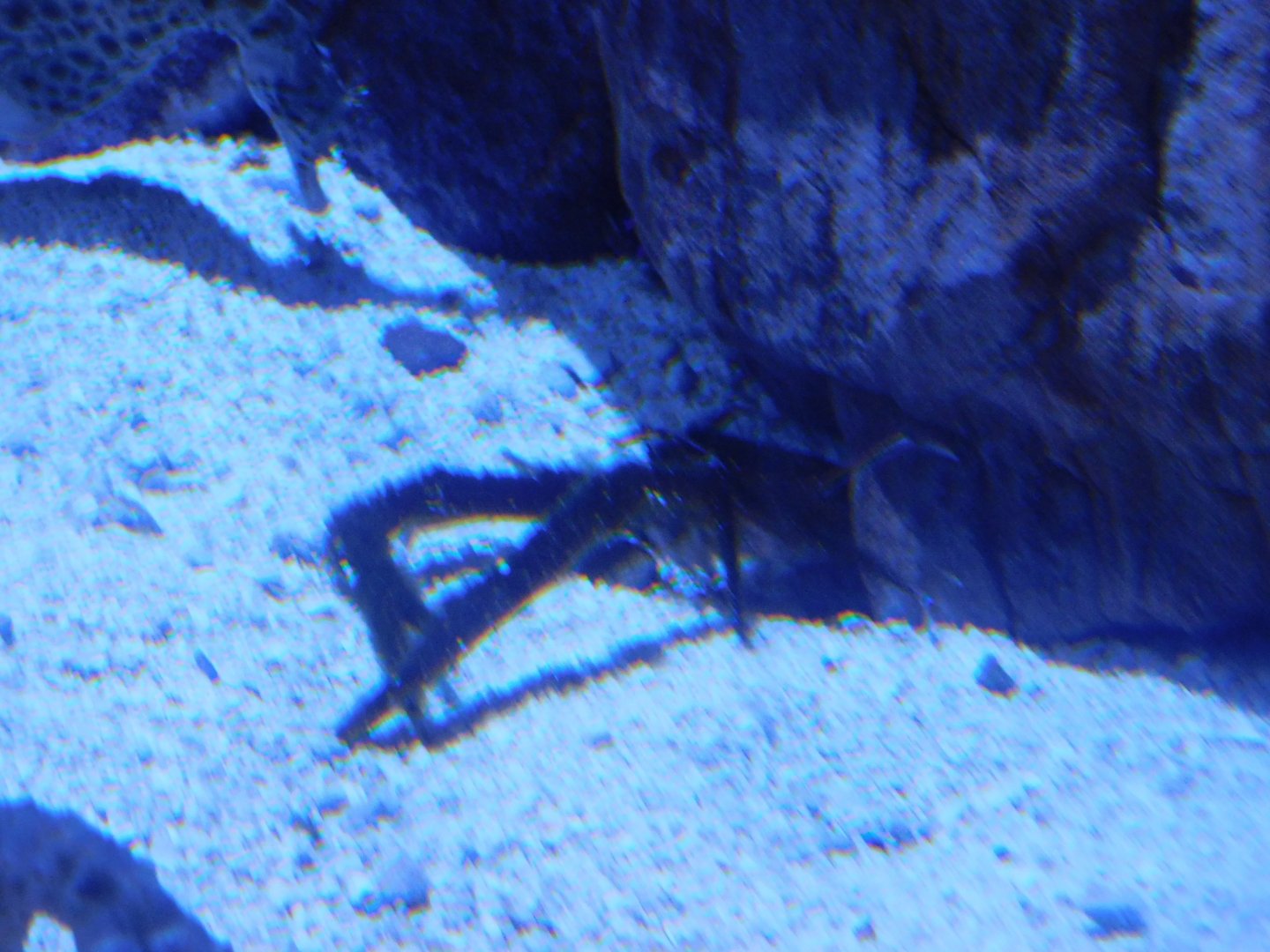 ID? Squat Lobster ID?