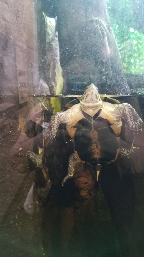 ID? Staten Island Zoo - In fly river turtle exhibit