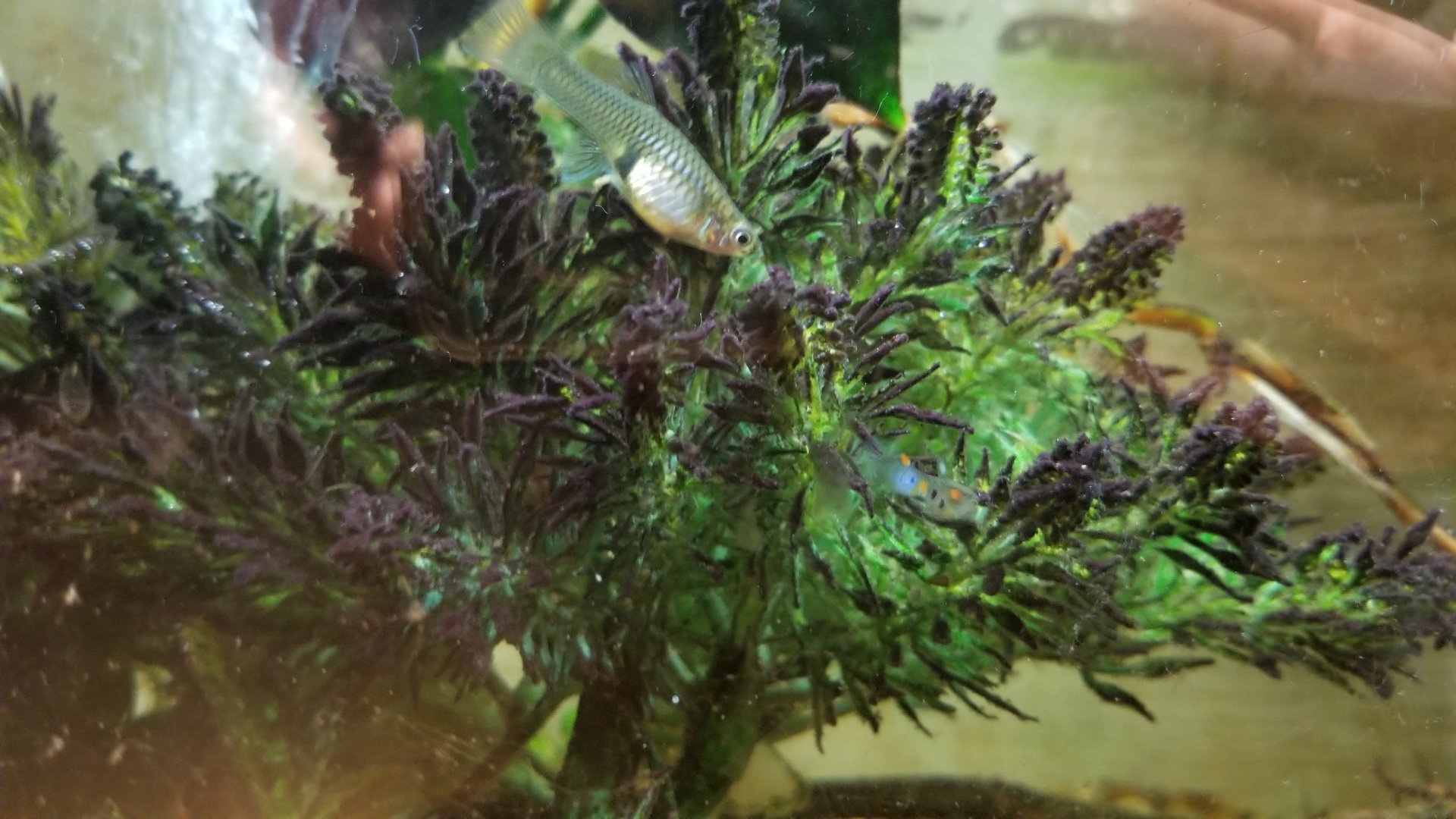 ID? Staten Island Zoo - Unknown fish in fire-bellied toad exhibit