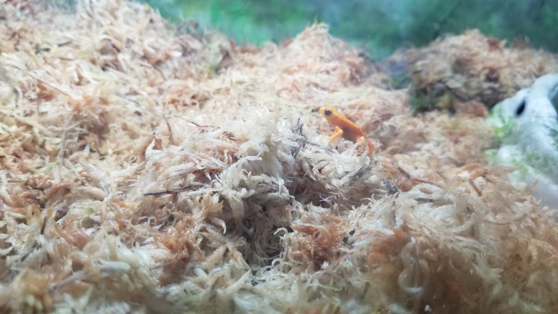 ID? Staten Island Zoo - Unsigned frogs