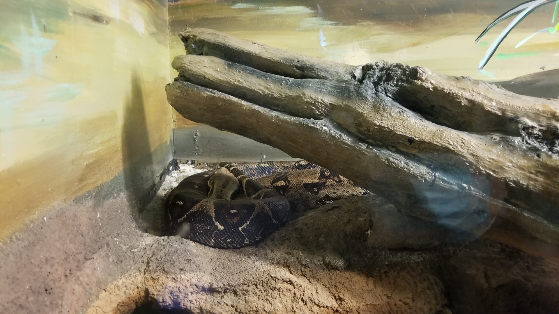 ID? Staten Island Zoo - Unsigned snake in with anacondas