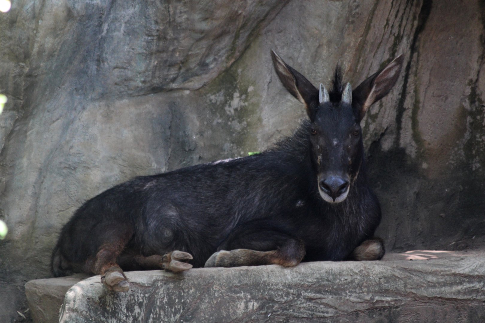 ID? Sumatran serow (Capricornis sumatraensis)