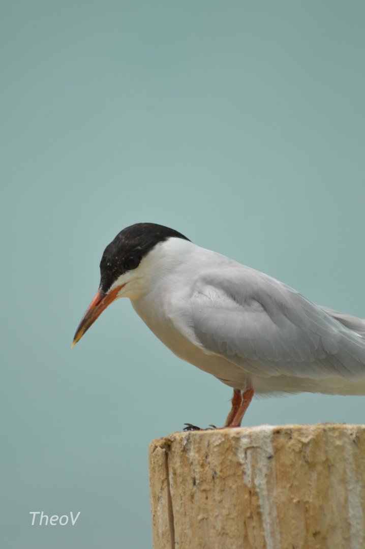 [ID] Tern - Aquatic Bird House [2017]