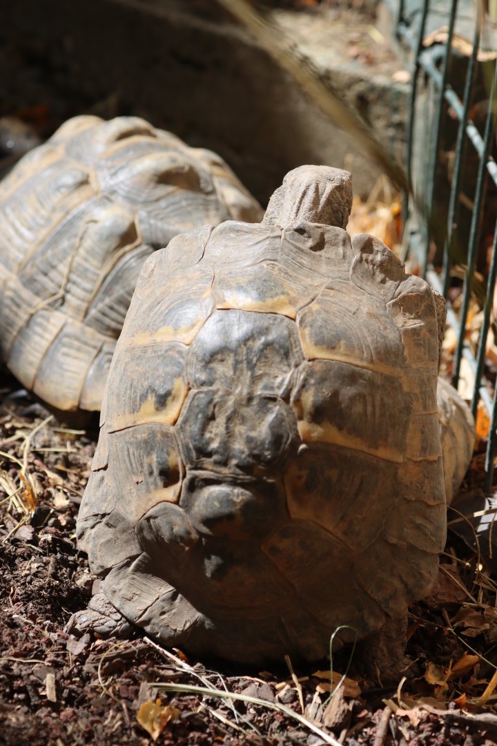 ID Testudo marginata or Testudo graeca ibera ?
