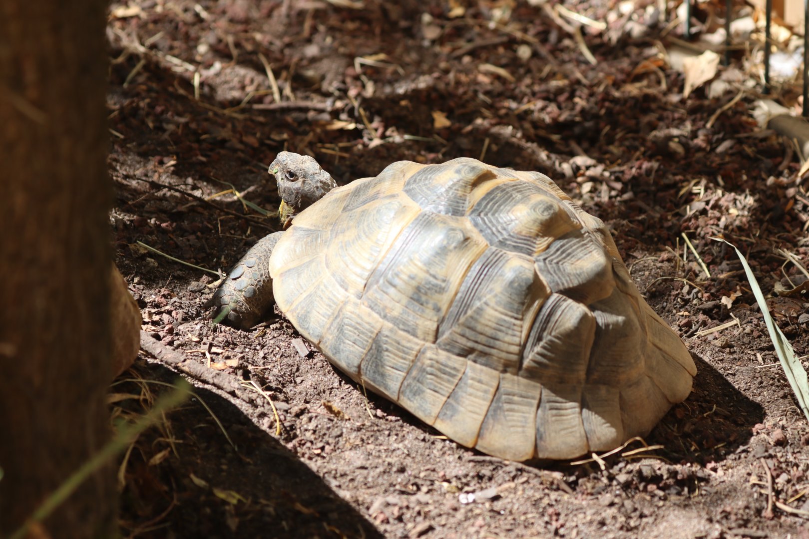 ID Testudo marginata or Testudo graeca ibera ?