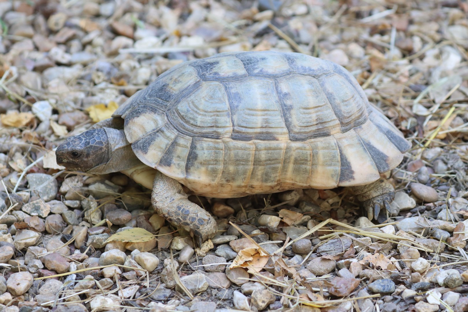 ID Testudo marginata or Testudo graeca ibera ?