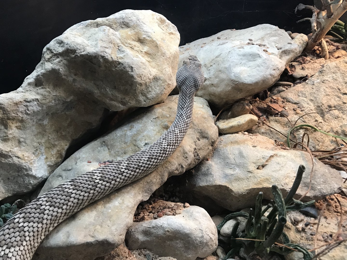 ID This Rattlesnake?