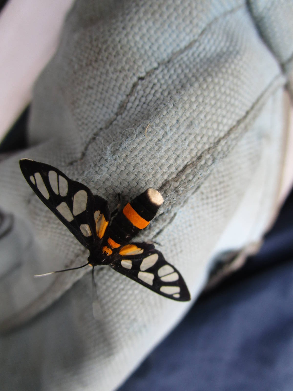 ID - Tiger Moth
