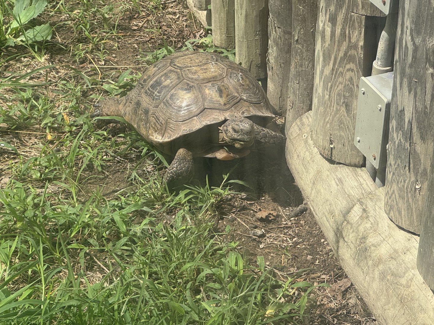 ID? Tortoise